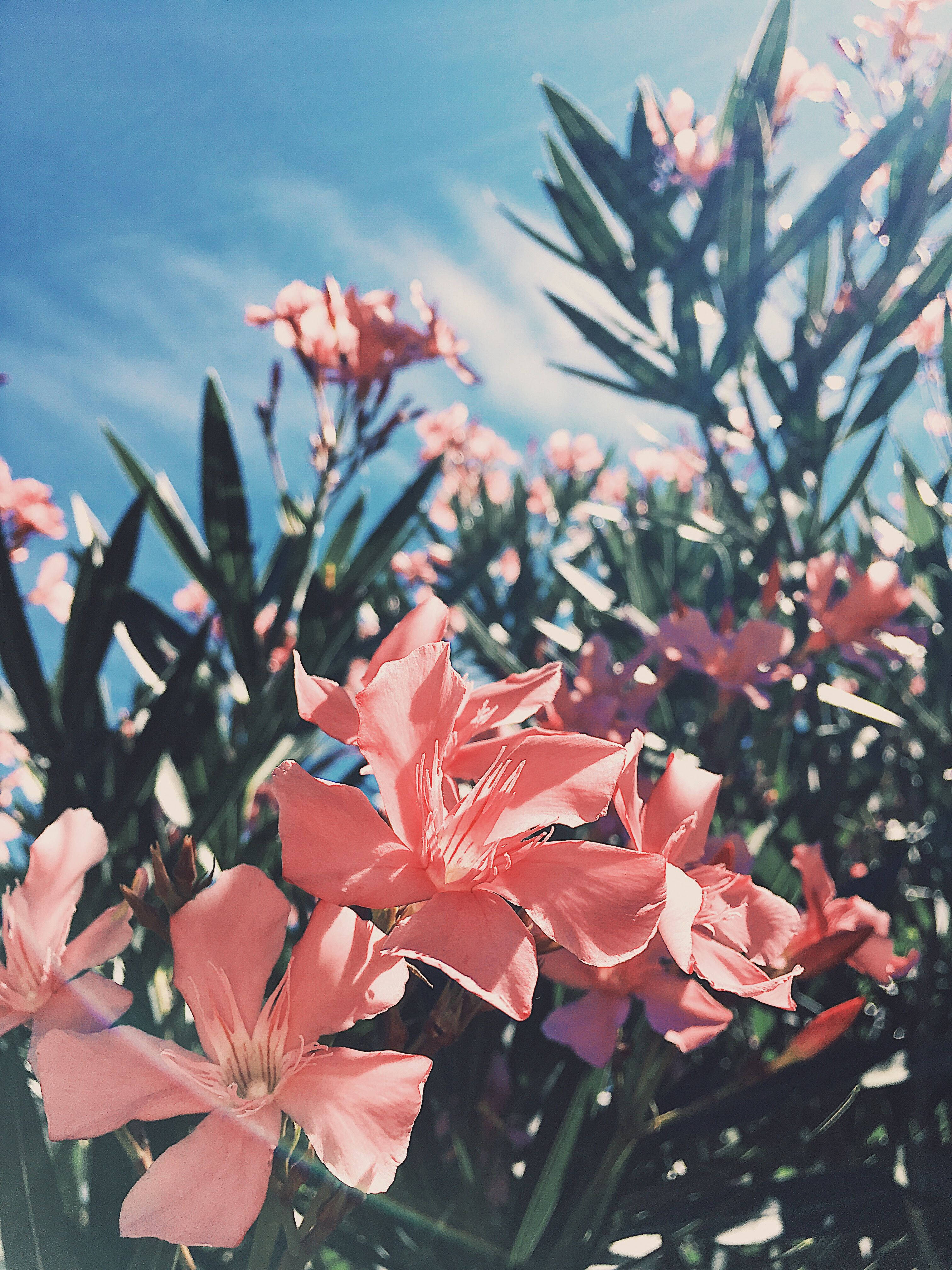 peachy flowers, vibrant pink oleander blossoms, clear blue sky, 4K Phone Wallpaper