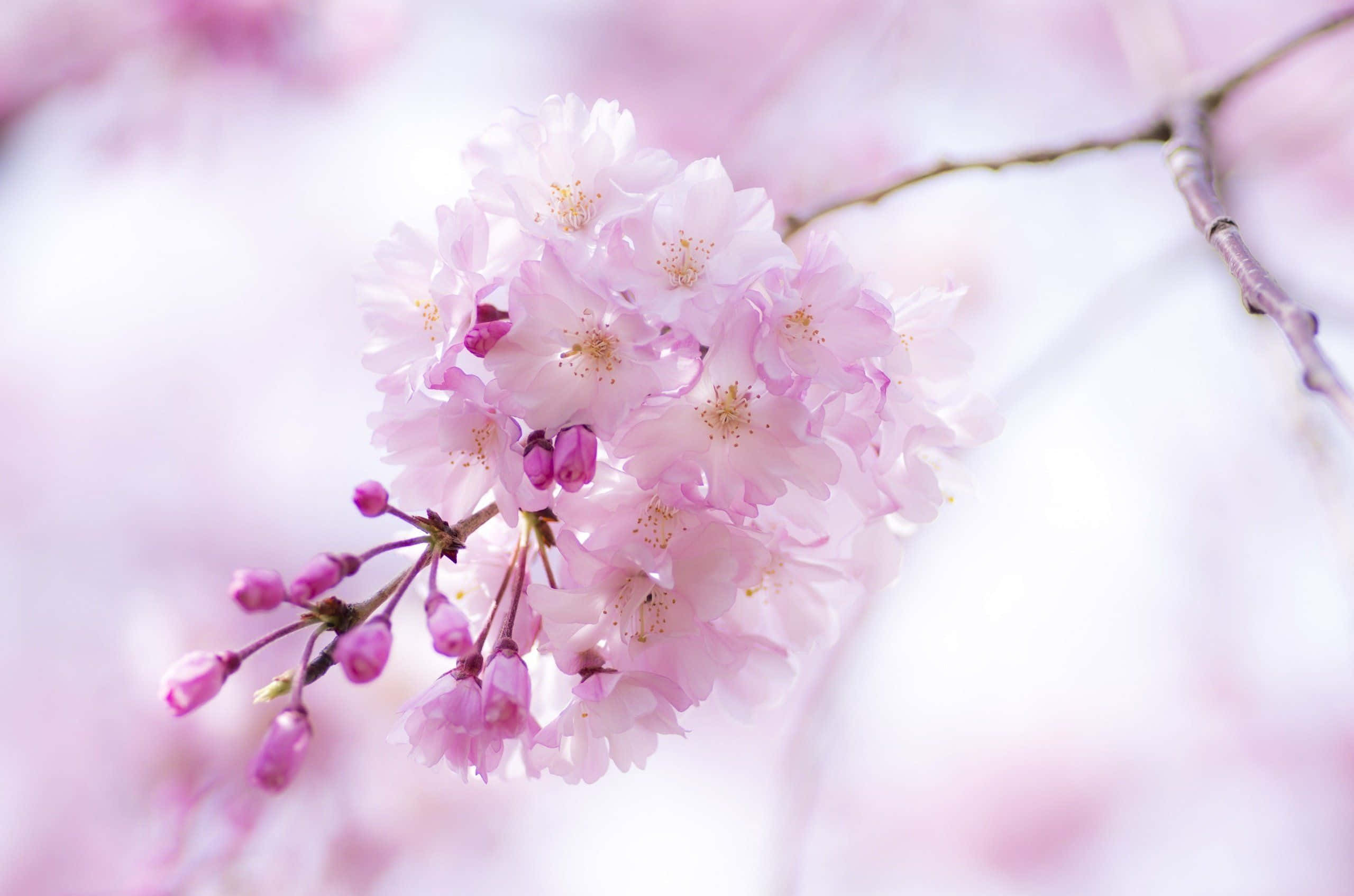 Spring Bloom, pink cherry blossoms, dreamy blurred background, 2K Desktop Wallpaper