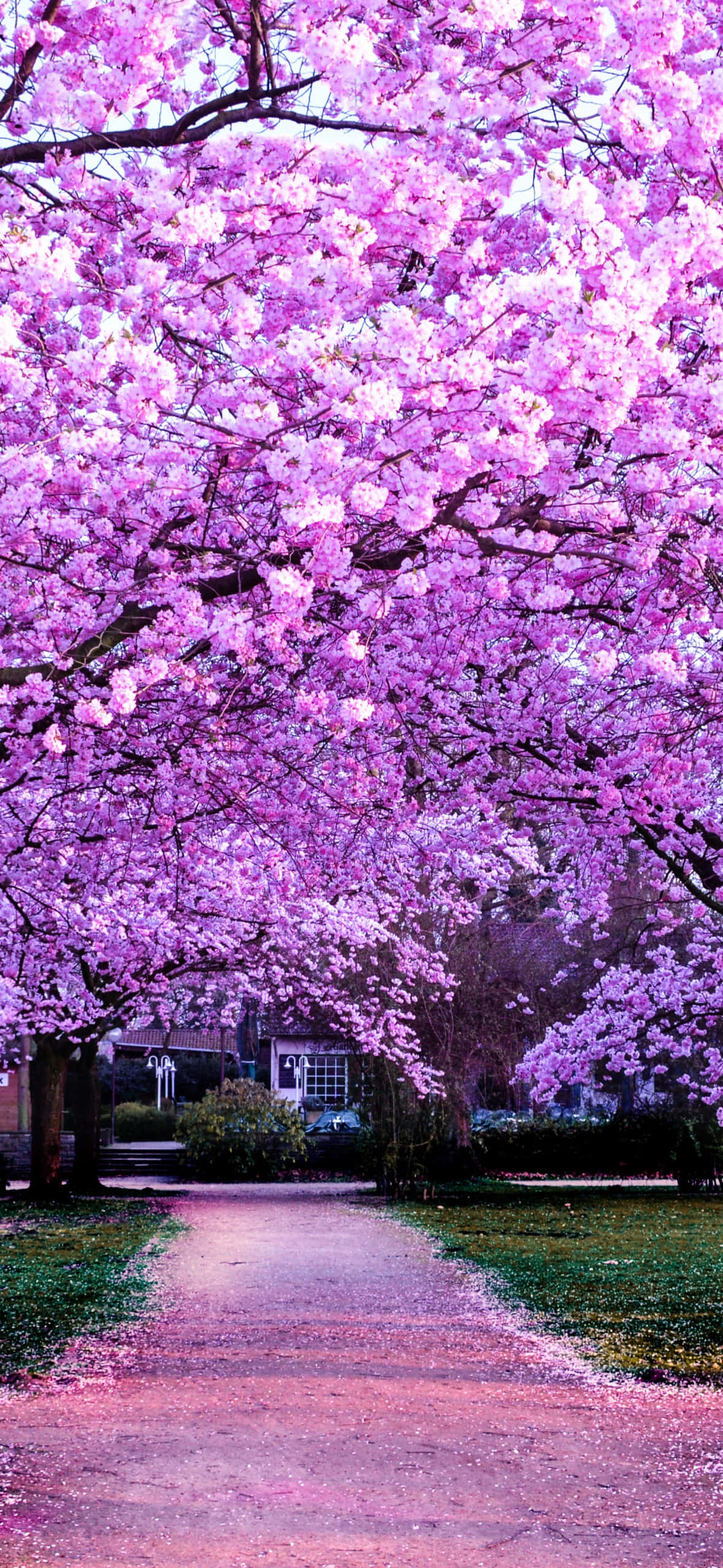 cherry blossom pathway, vibrant pink cherry blossoms, full bloom, Full HD Phone Wallpaper