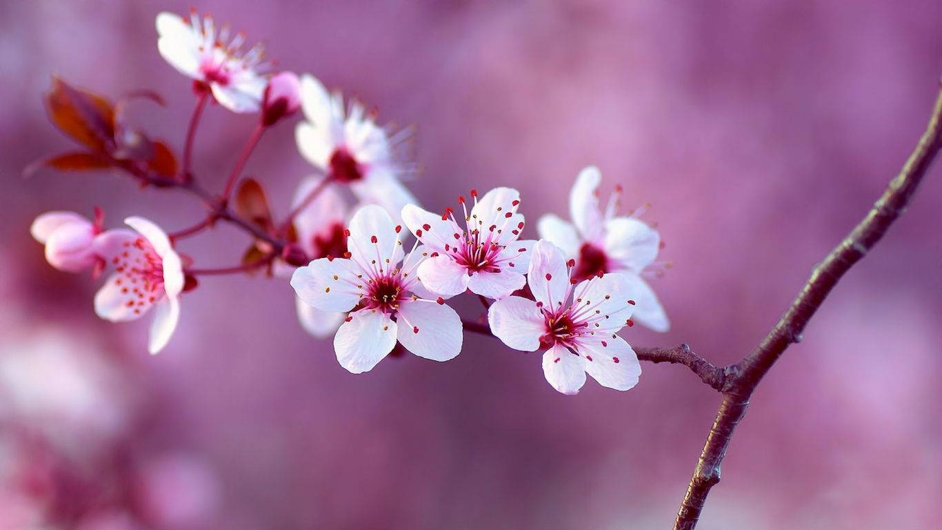 pink cherry blossoms, slender branch, soft blurred purple background, HD Desktop Wallpaper