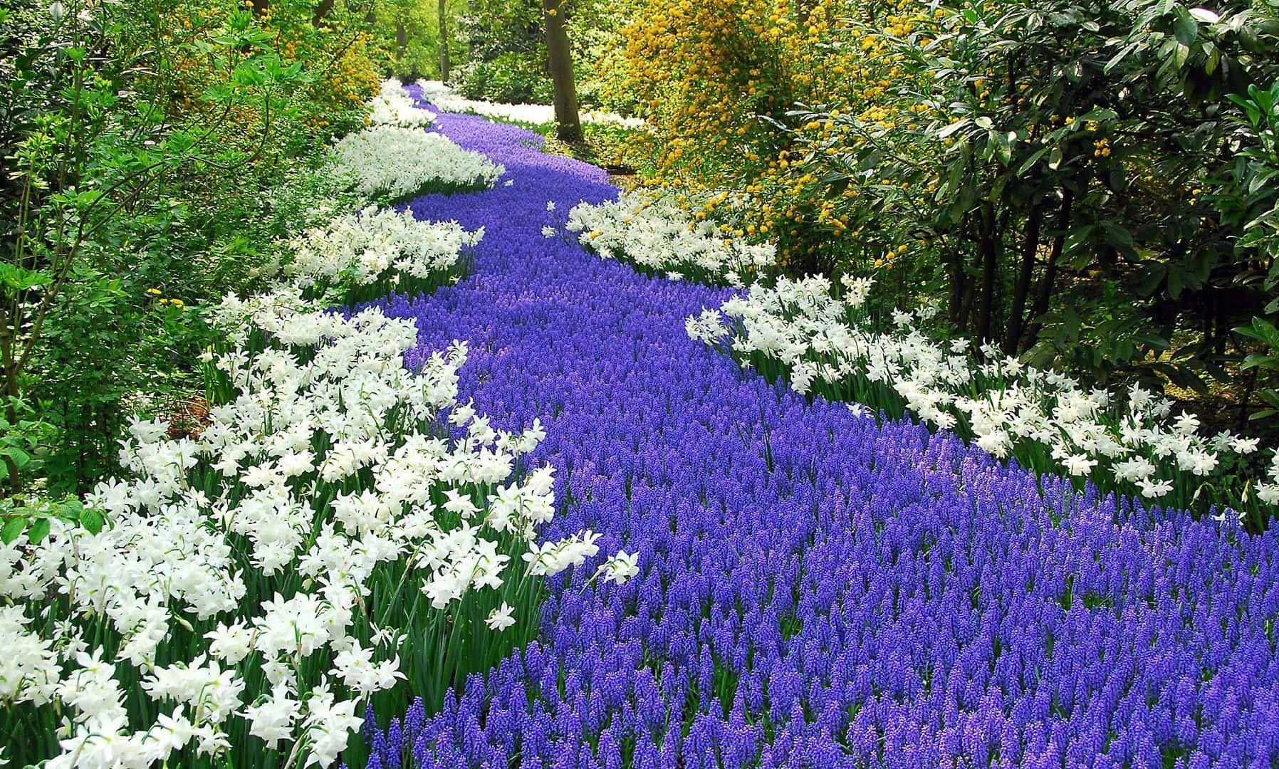 spring garden, vibrant purple, white flowering plants, HD Desktop Wallpaper