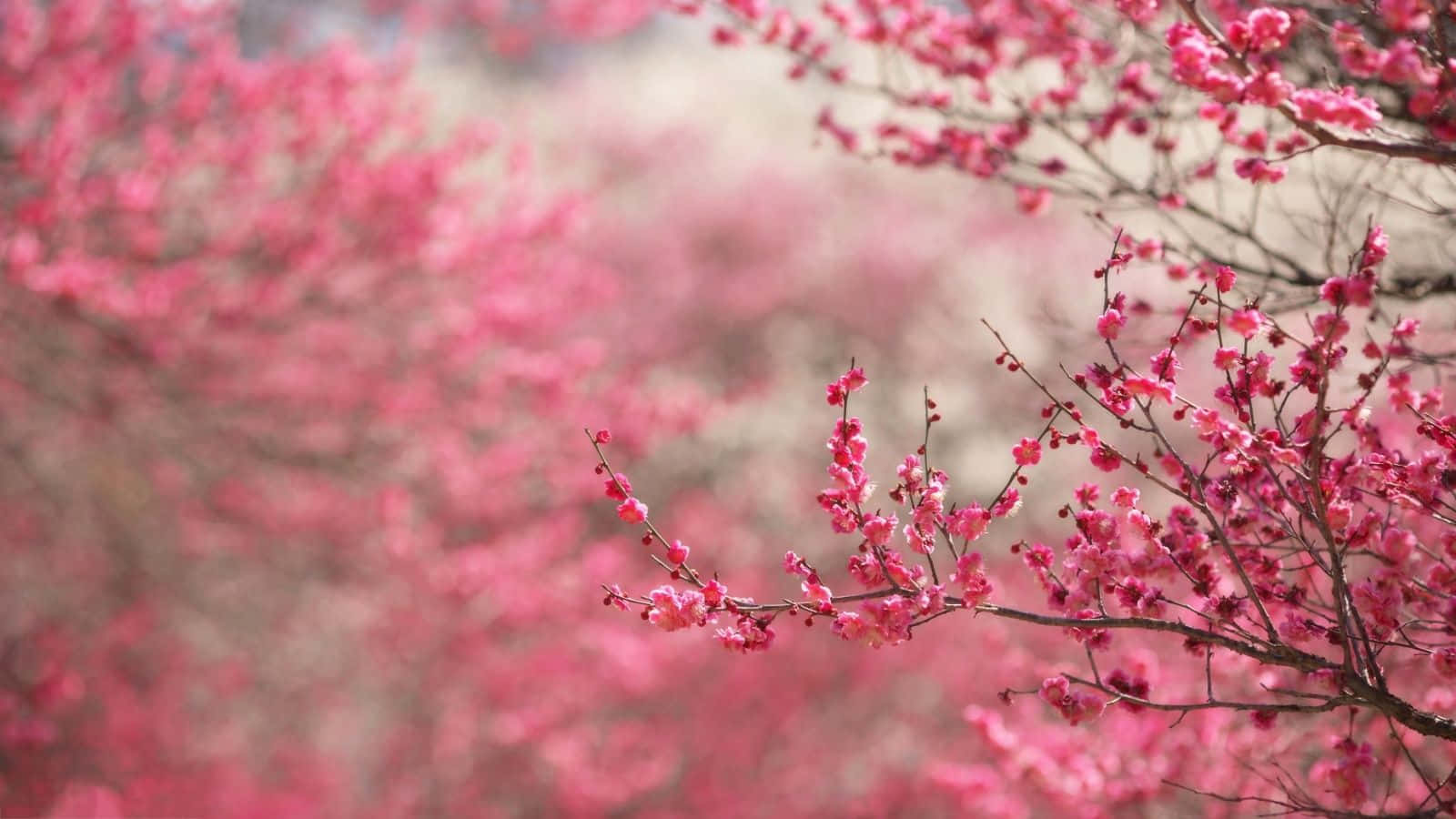 Spring Bloom, pink cherry blossoms, slender branches, HD Desktop Wallpaper