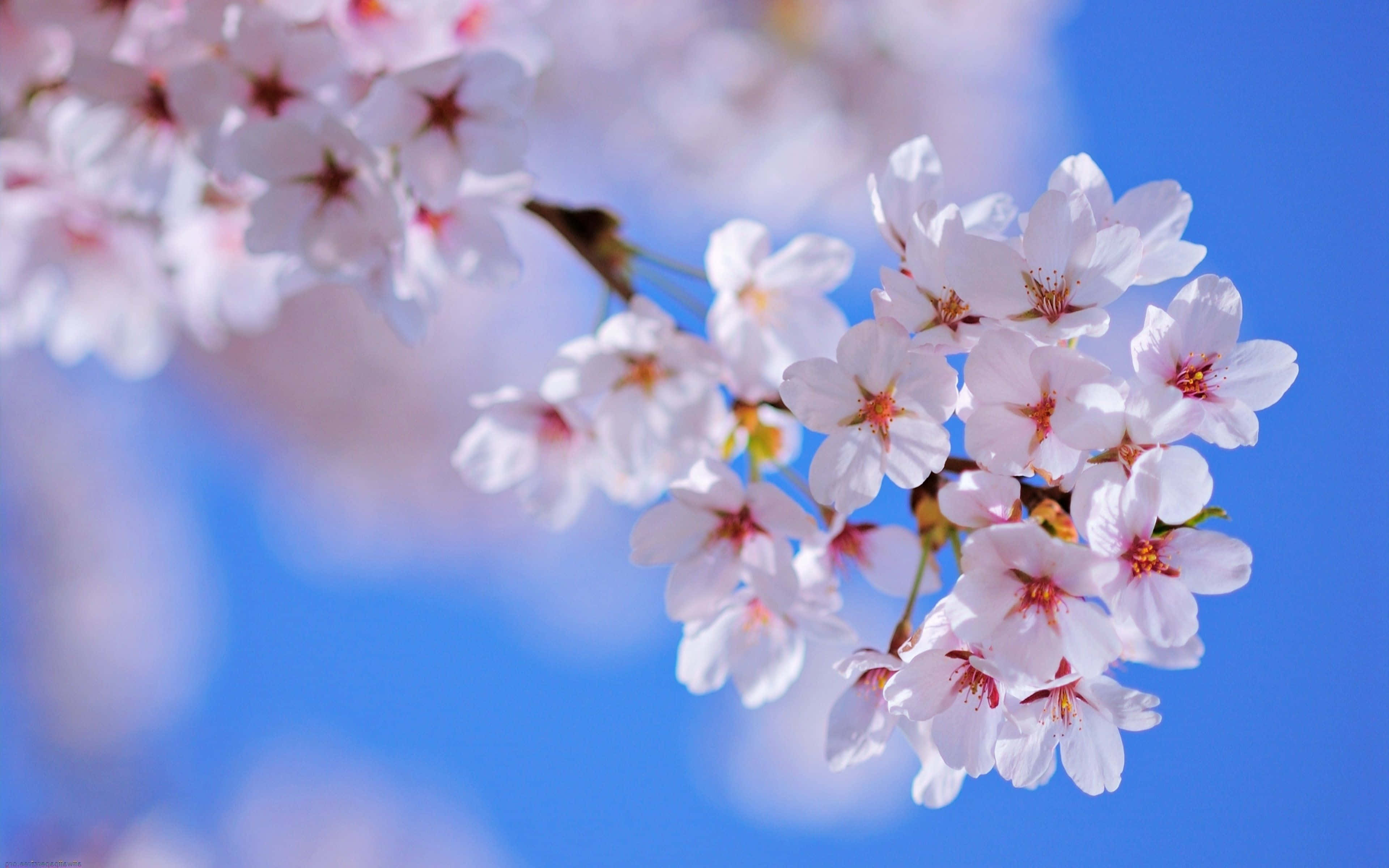 Spring Bloom, pink cherry blossoms, clear blue sky, 4K Desktop Wallpaper
