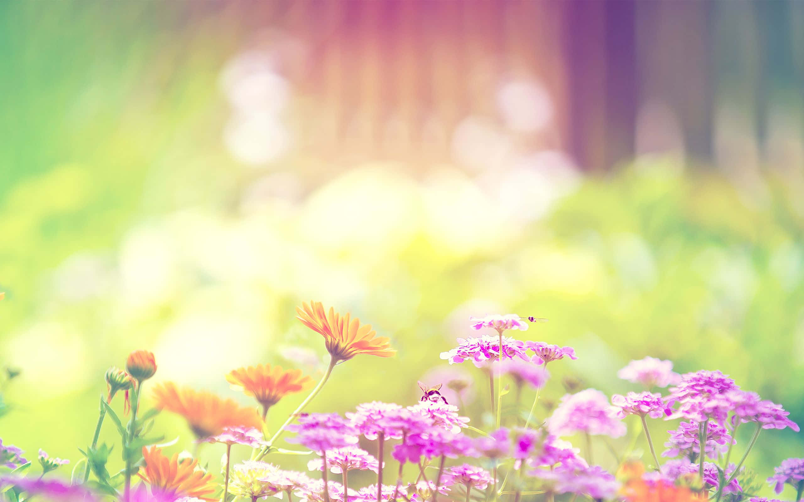 Spring Pastel, pink, orange, 2K Desktop Wallpaper