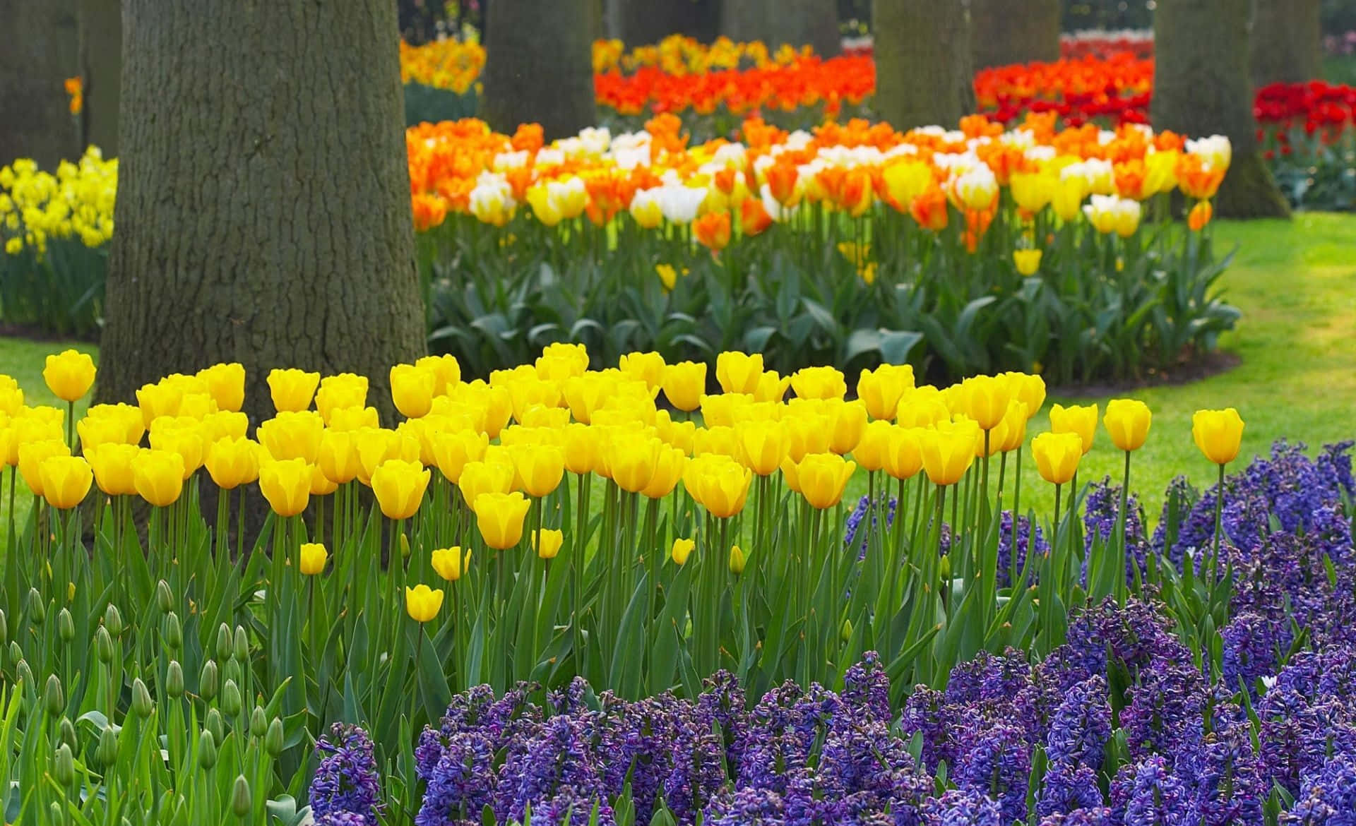 Spring Garden, vibrant yellow tulips, purple hyacinths, Full HD Desktop Wallpaper