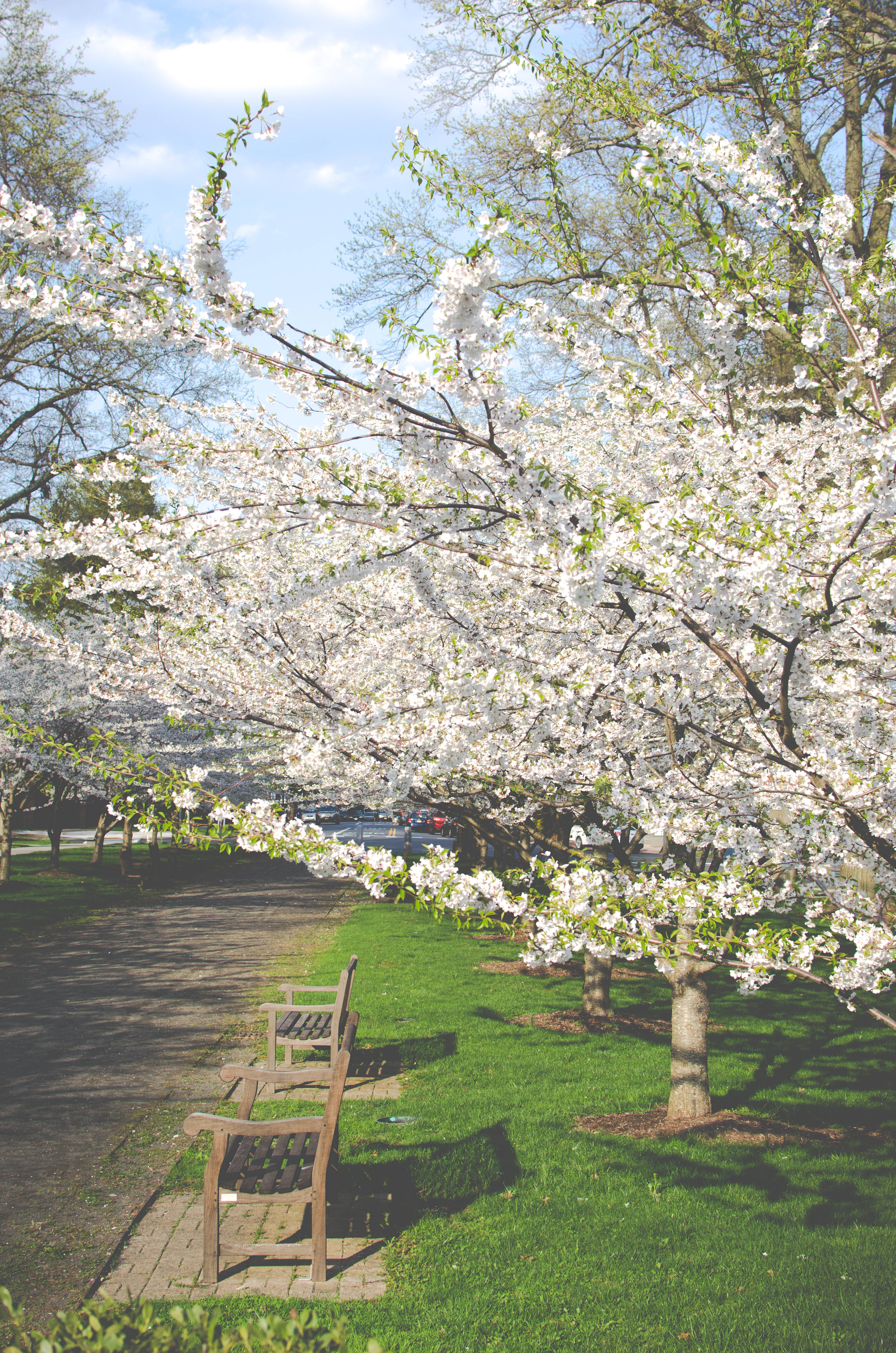 white cherry blossoms, sunlit park, green grass, 4K Phone Wallpaper