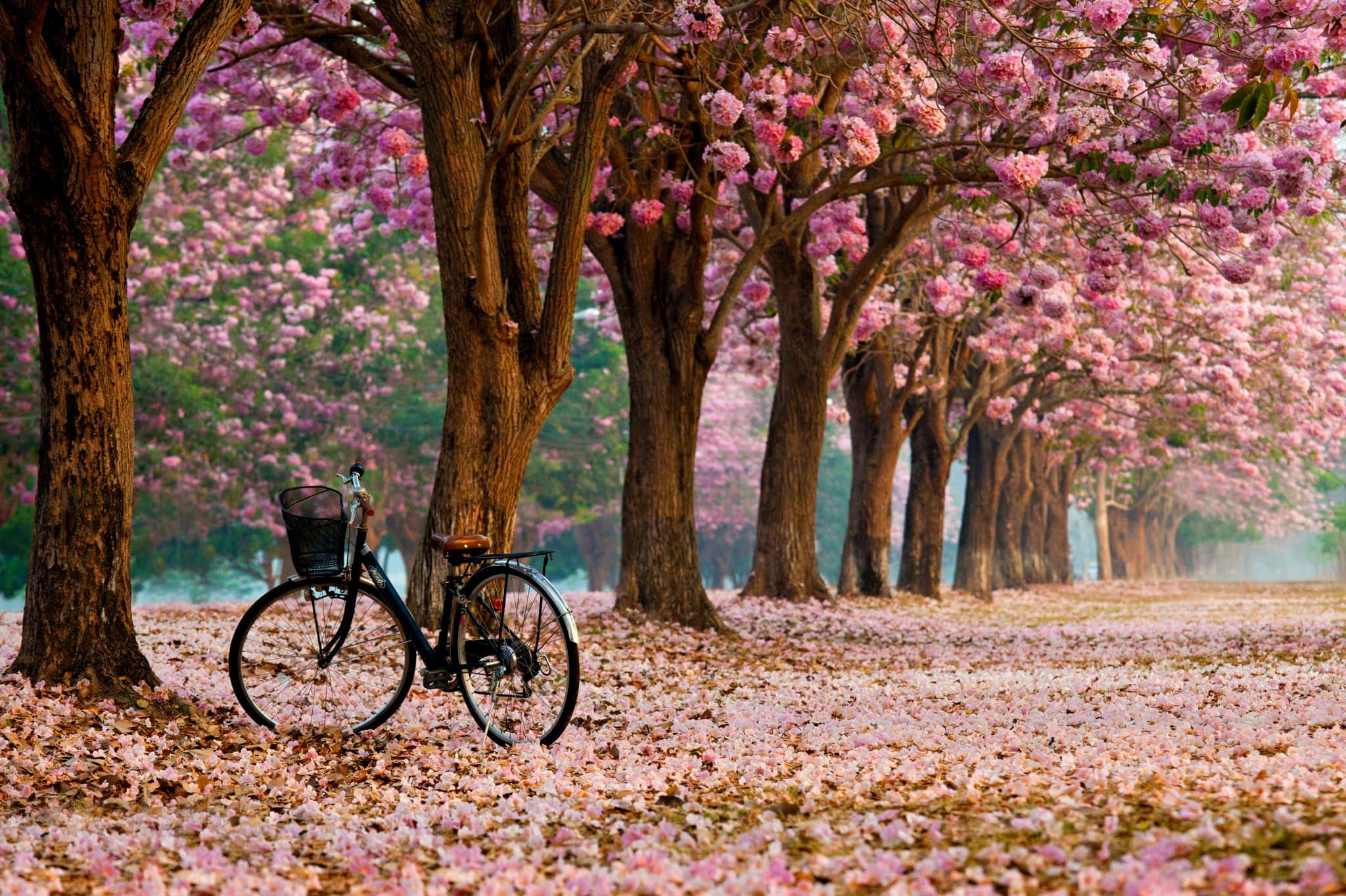 spring trees, pink flowering trees, vintage bicycle, Full HD Desktop Wallpaper