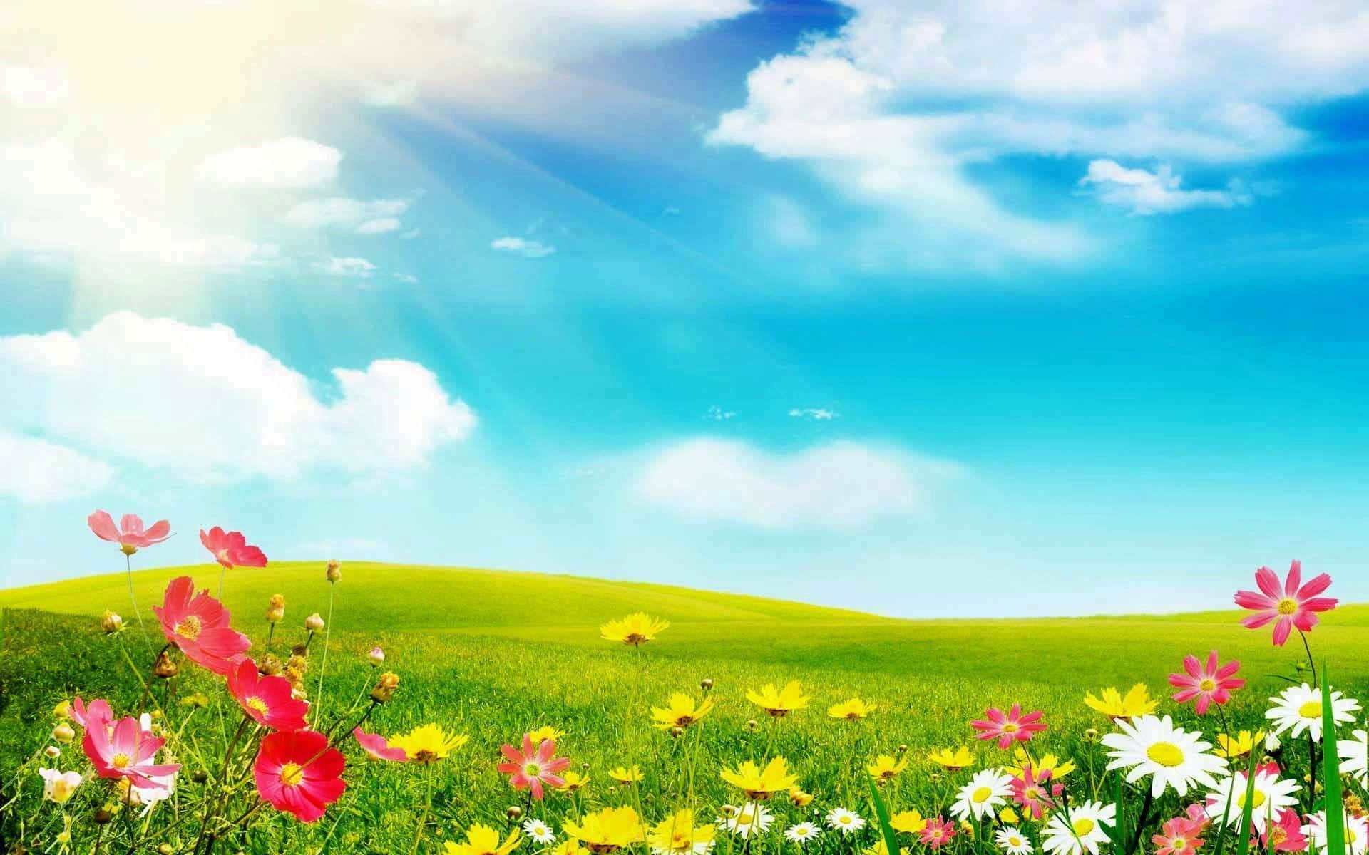 spring blooms, vibrant wildflowers, sunlit green hill, Full HD Desktop Wallpaper