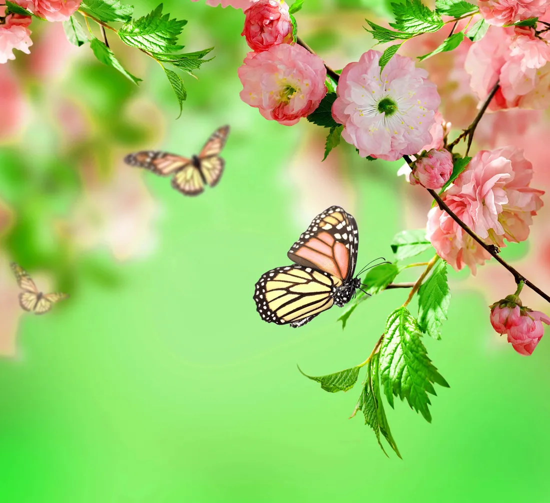 Spring Butterflies