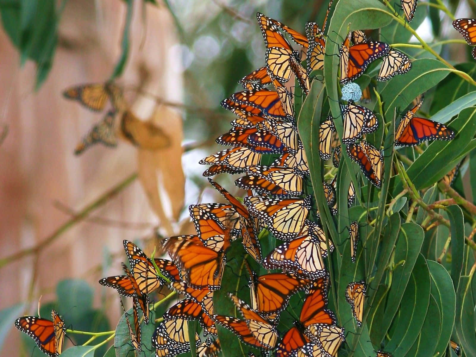Spring Butterflies, monarch butterflies, orange wings, HD Desktop Wallpaper