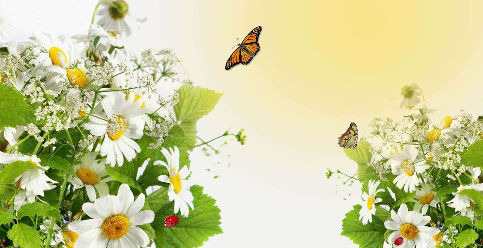 spring butterflies 1919 x 987, orange butterflies, white daisies, HD Desktop Wallpaper