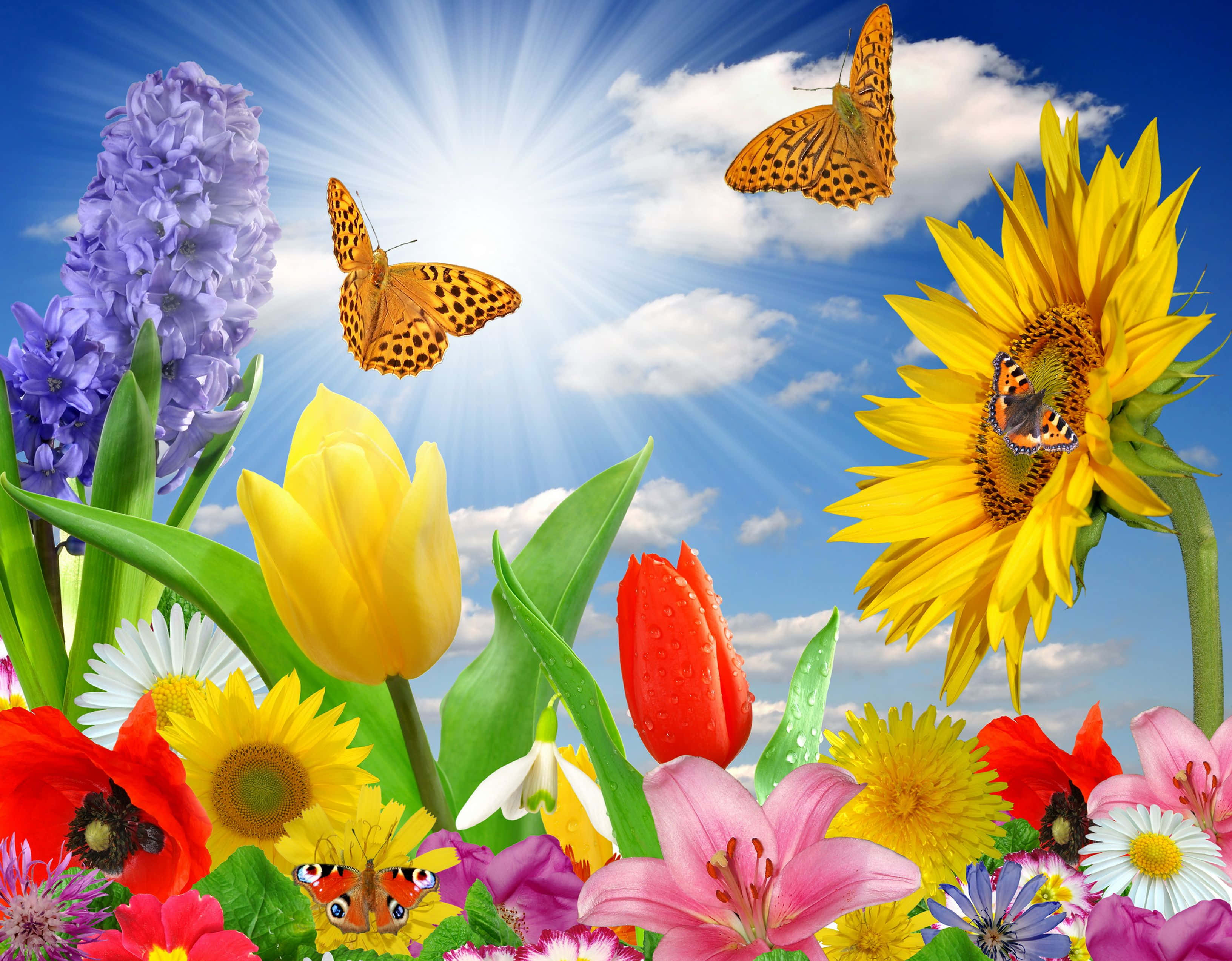 Spring Butterflies, vibrant spring flowers, butterflies, 2K Desktop Wallpaper