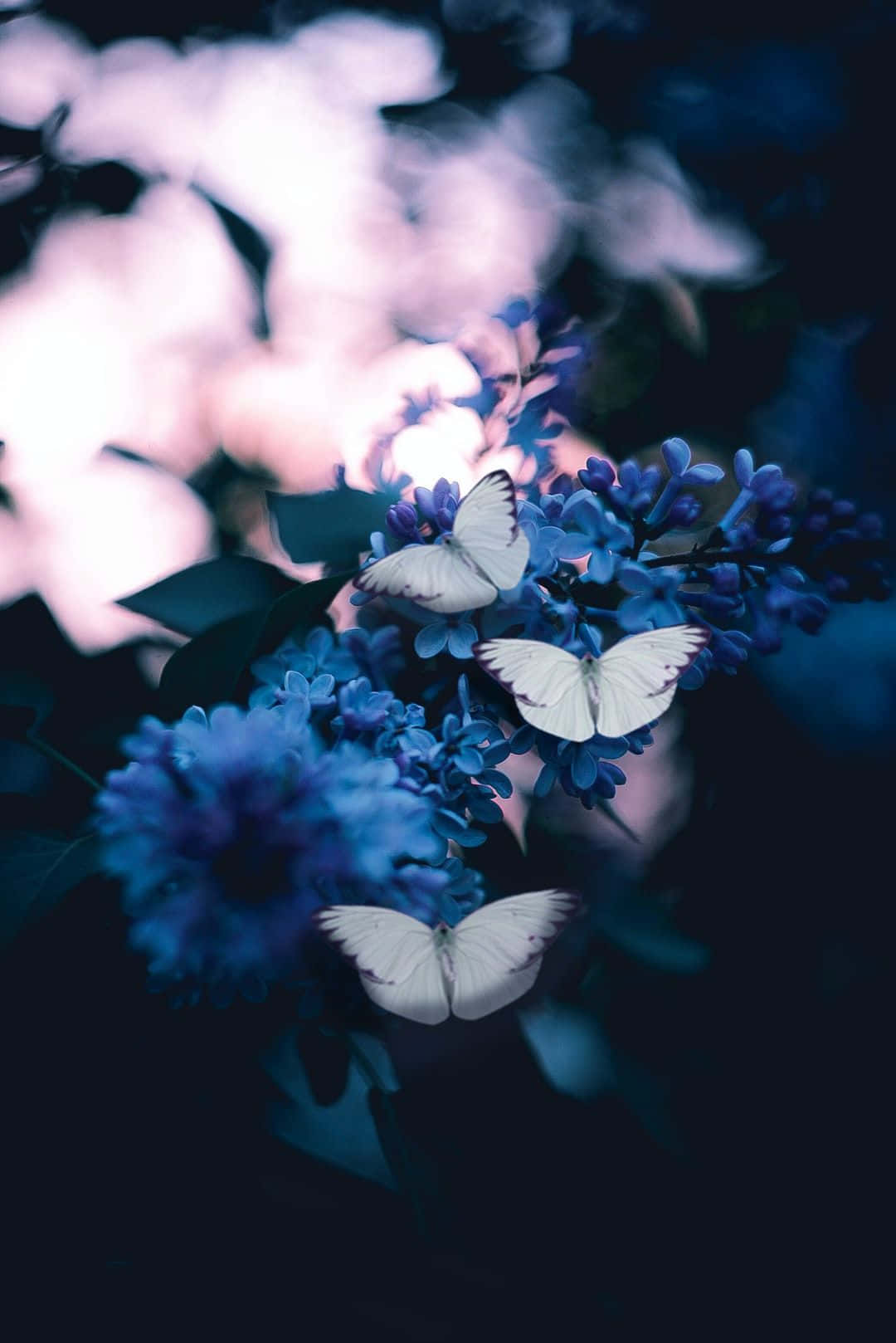 Spring Butterflies, vibrant blue flowers, dreamy pink and dark blue blurred background, HD Phone Wallpaper