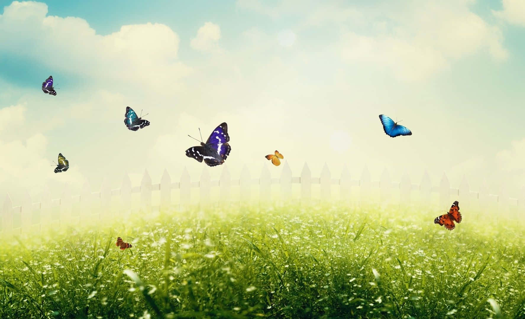 Spring Butterflies, sunlit meadow, green grass, HD Desktop Wallpaper