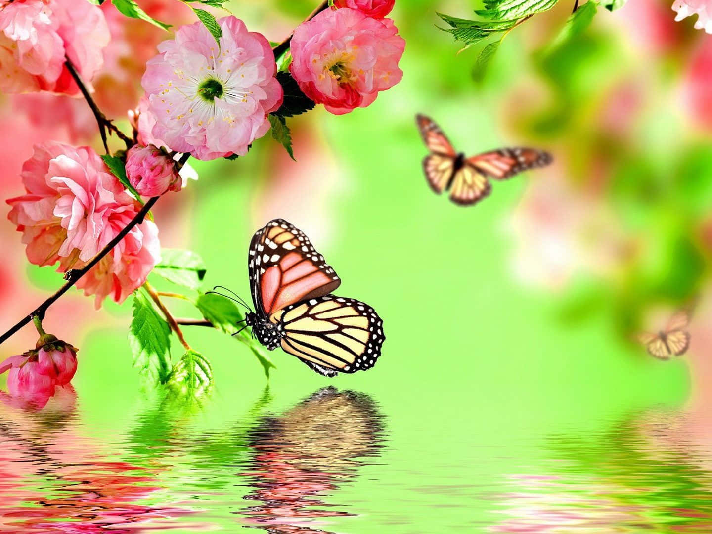 Spring Butterflies, pink cherry blossoms, monarch butterflies, HD Desktop Wallpaper