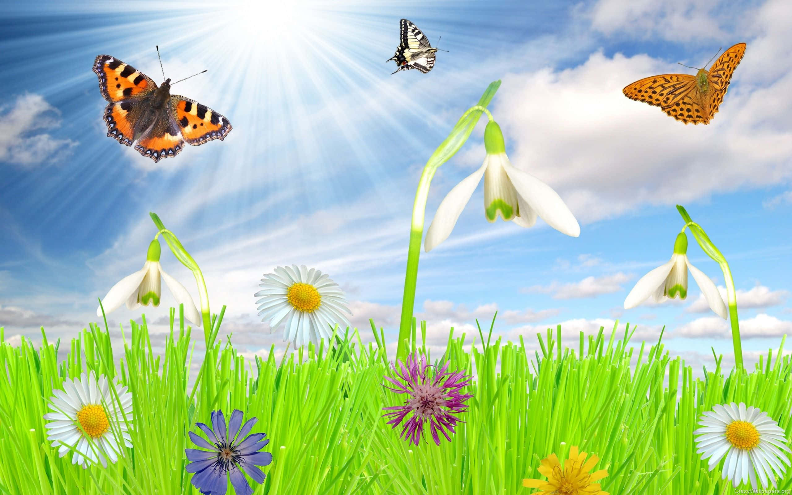 Spring Butterflies, sunlit meadow, daisies, 2K Desktop Wallpaper