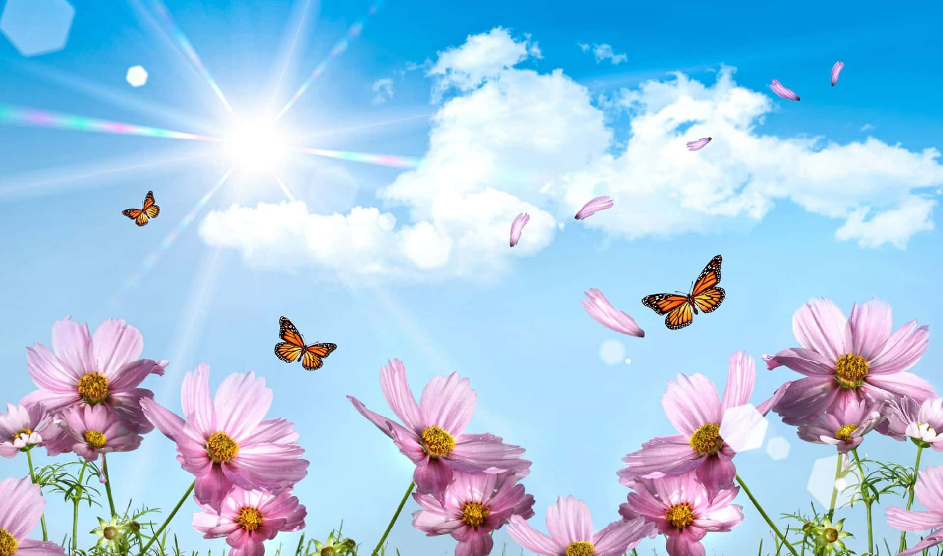 Spring Butterflies, pink cosmos flowers, bright sun, Full HD Desktop Wallpaper