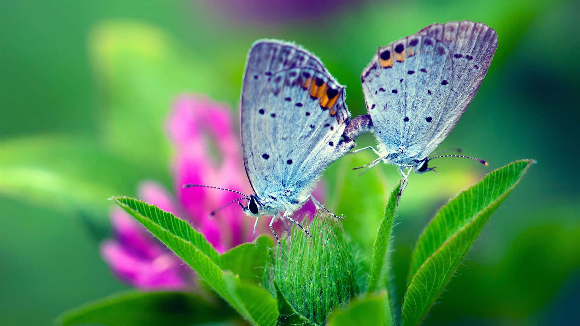 Spring Butterflies, blue butterflies, orange spots, Full HD Desktop Wallpaper
