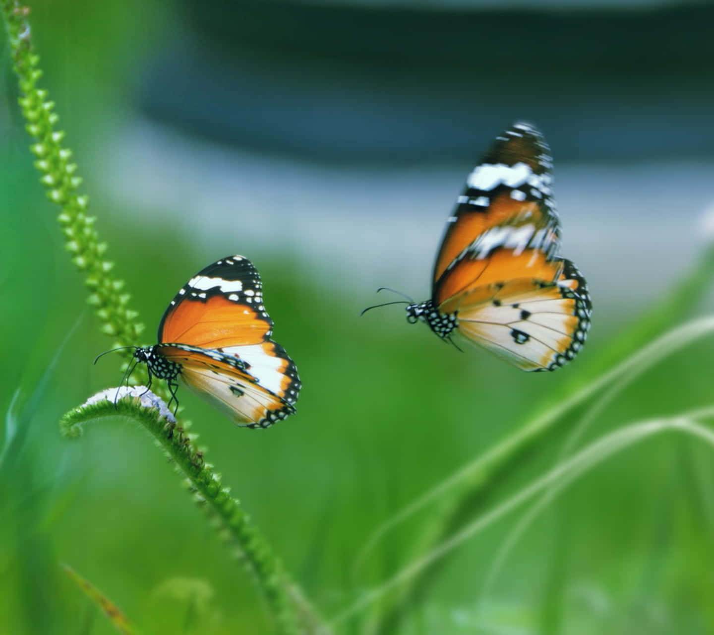Spring Butterflies, orange, white, HD Desktop Wallpaper