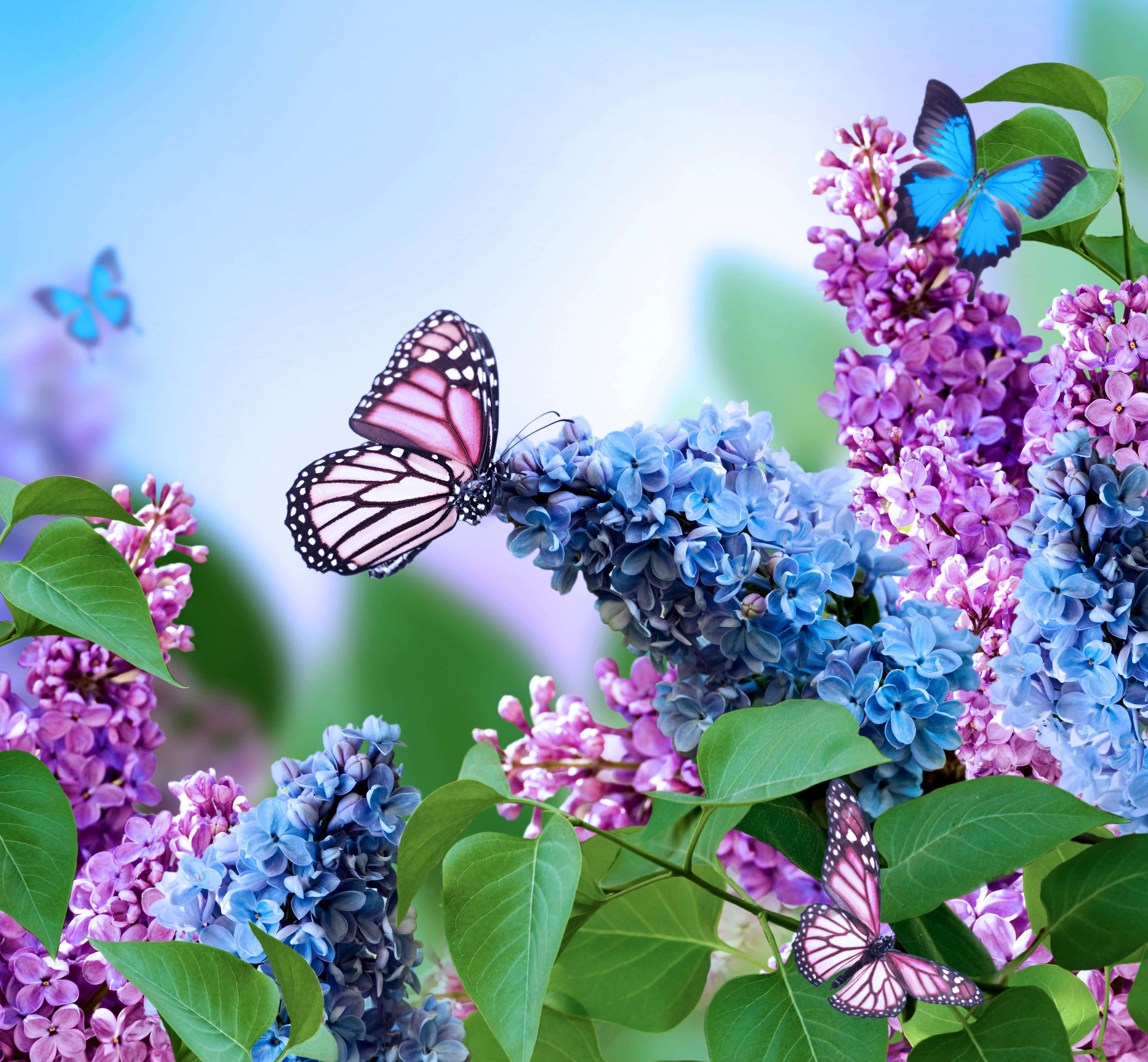 Spring Butterflies, vibrant blue, pink lilac blossoms, 4K Desktop Wallpaper