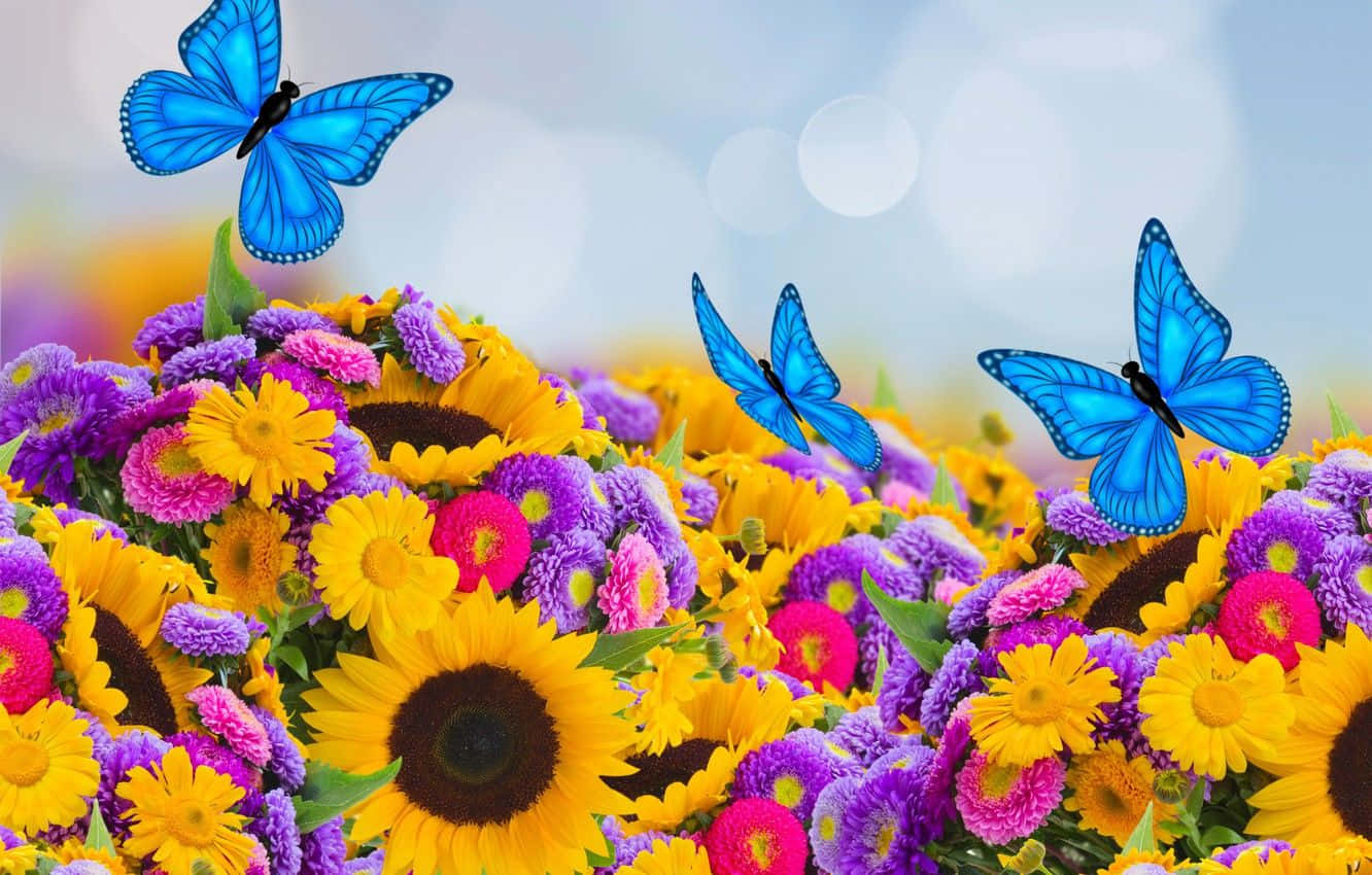 Spring Butterflies, sunflowers, purple pink blossoms, HD Desktop Wallpaper