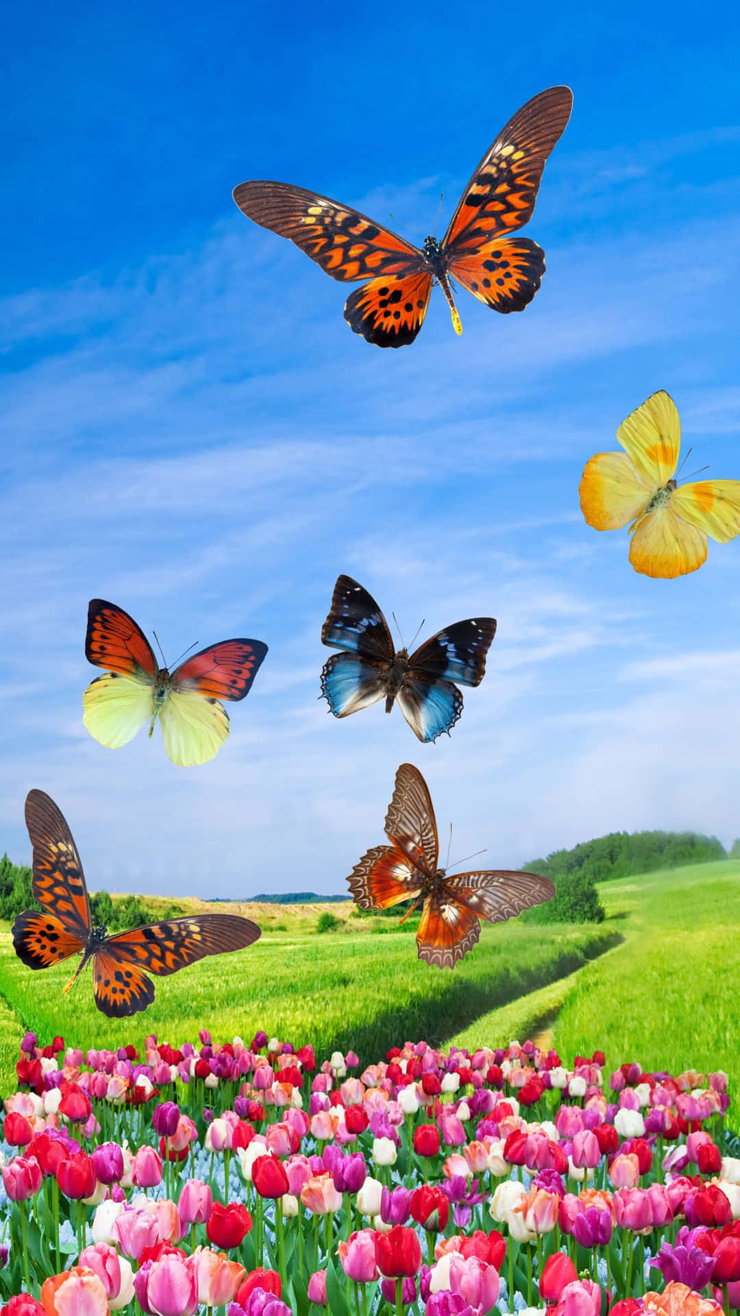 vivid spring butterflies, sunlight, lush green field, Full HD Phone Wallpaper
