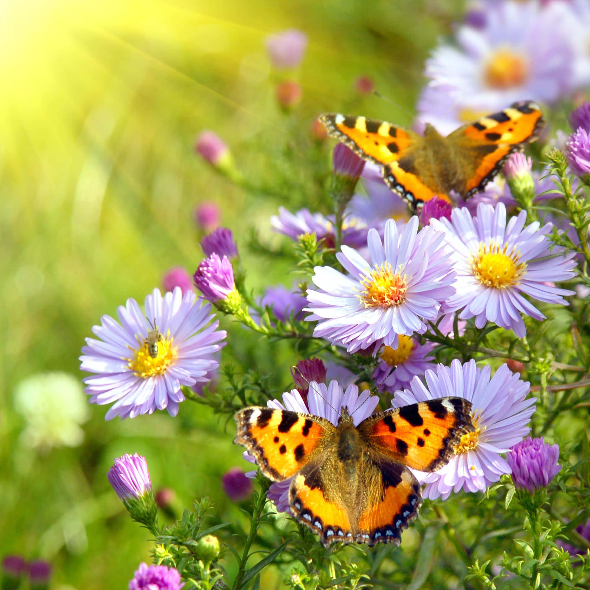 Spring Butterflies, orange butterflies, black spots, Full HD Desktop Wallpaper