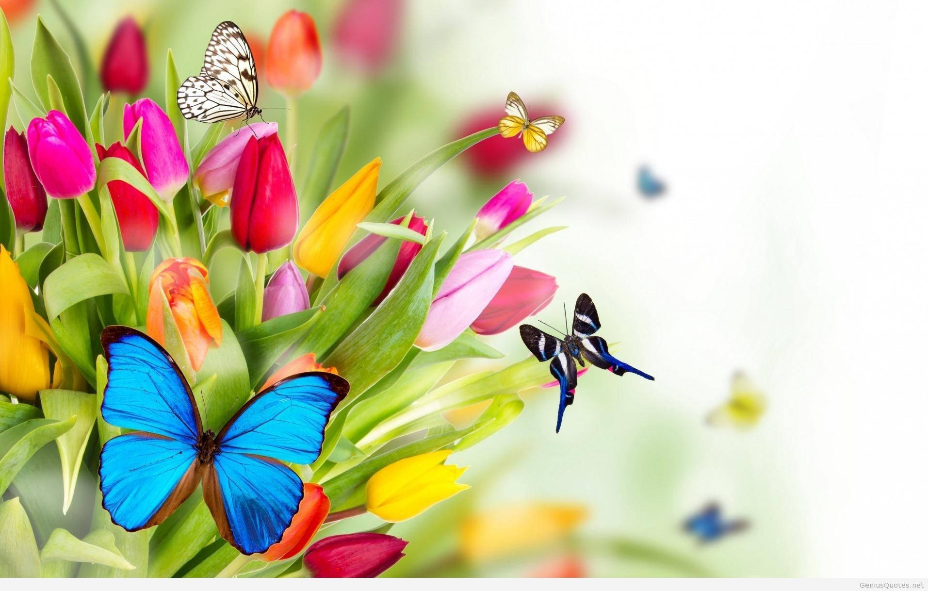 Spring Butterflies, tulips, pink, HD Desktop Wallpaper