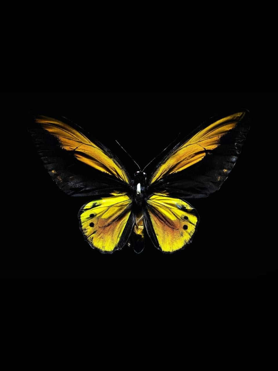 yellow, black, butterfly, HD Phone Wallpaper