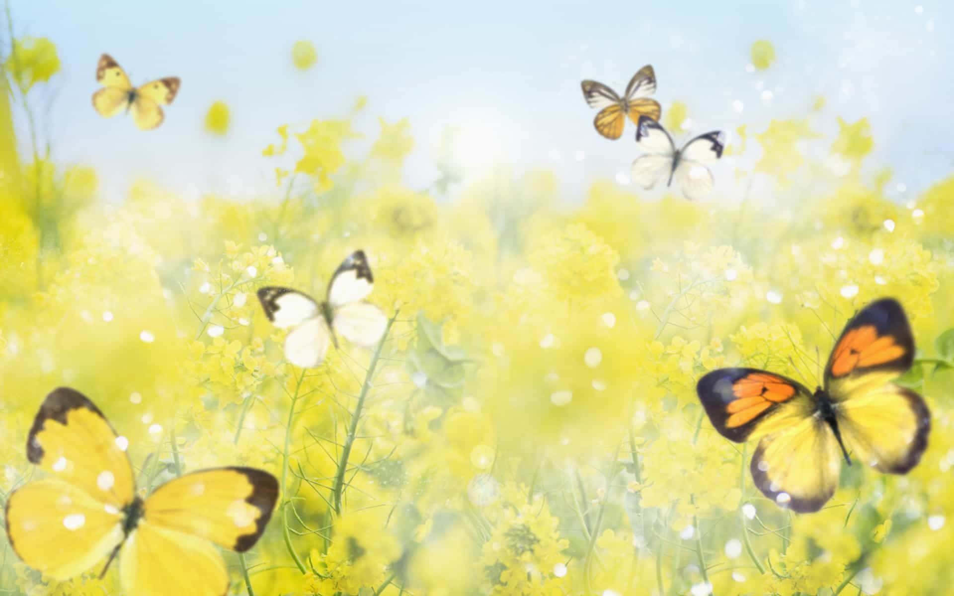 cute yellow butterflies, sunlit field of golden yellow flowers, soft blue sky, Full HD Desktop Wallpaper