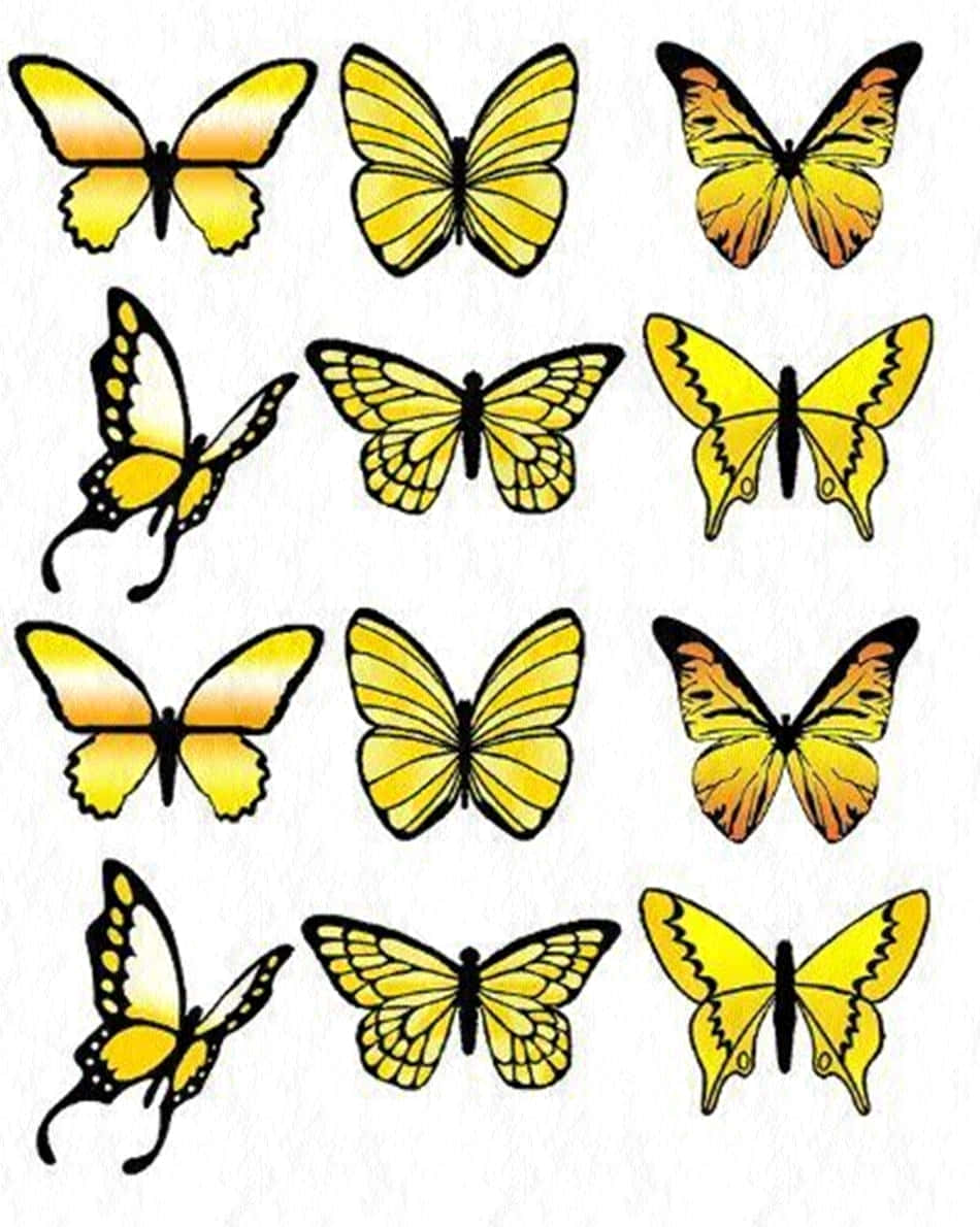 yellow butterflies, black outlines, white background, SD Phone Wallpaper
