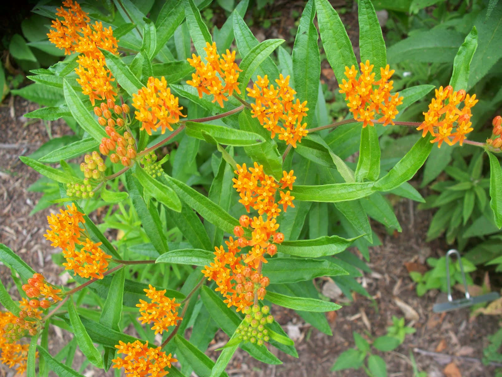 butterfly weed, orange, milkweed flowers, HD Desktop Wallpaper