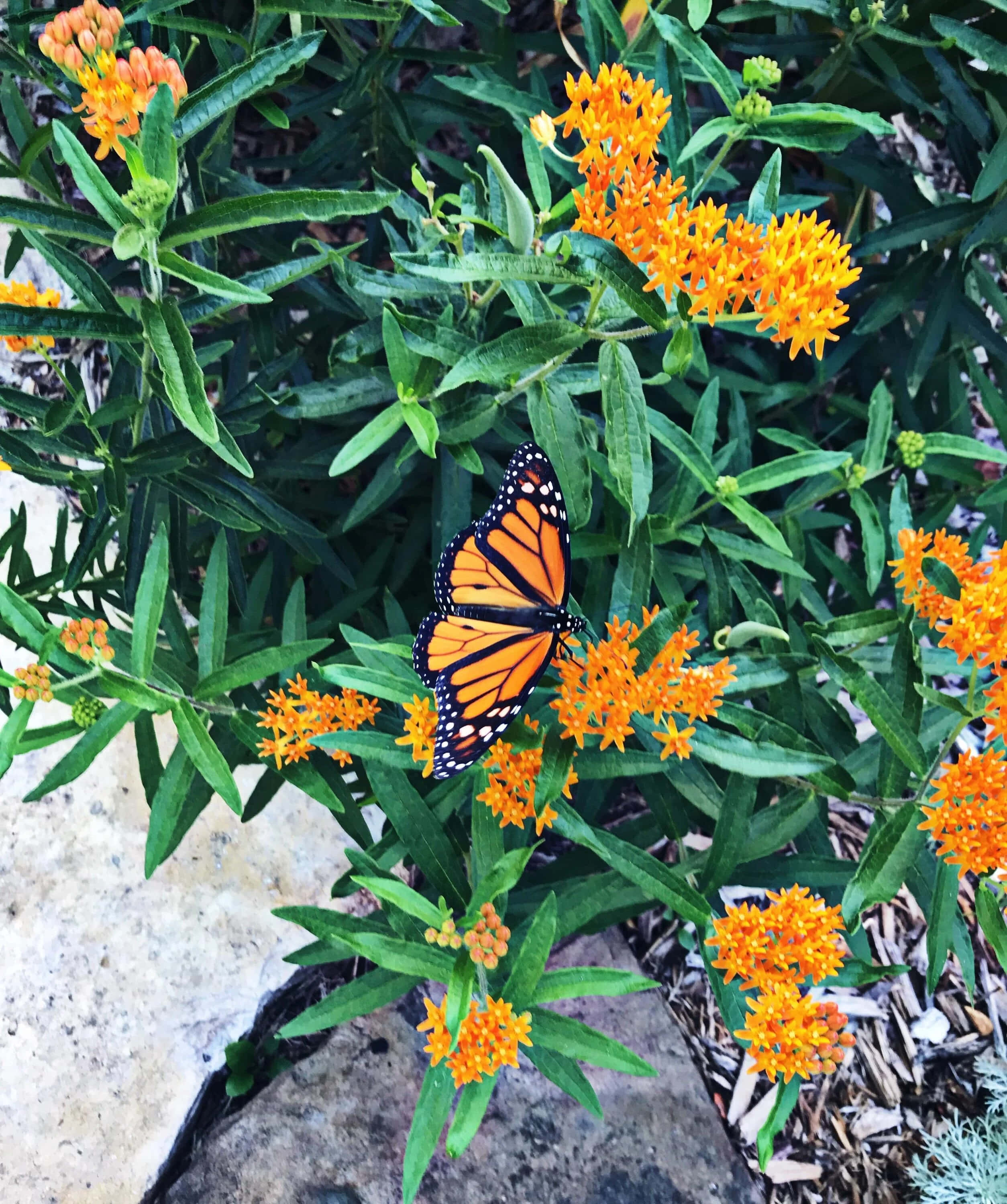 butterfly weed, monarch butterfly, orange and black wings, 2K Phone Wallpaper