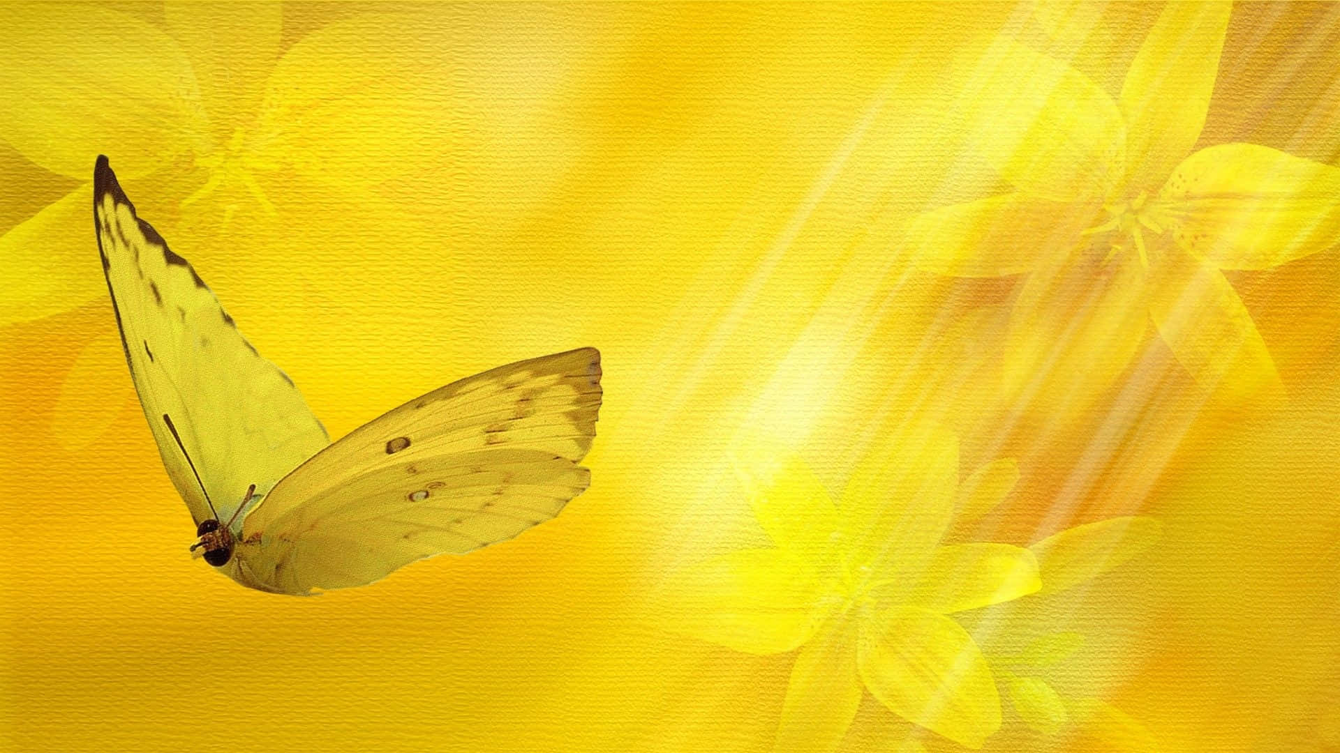 cute yellow butterflies, golden background, black markings, Full HD Desktop Wallpaper