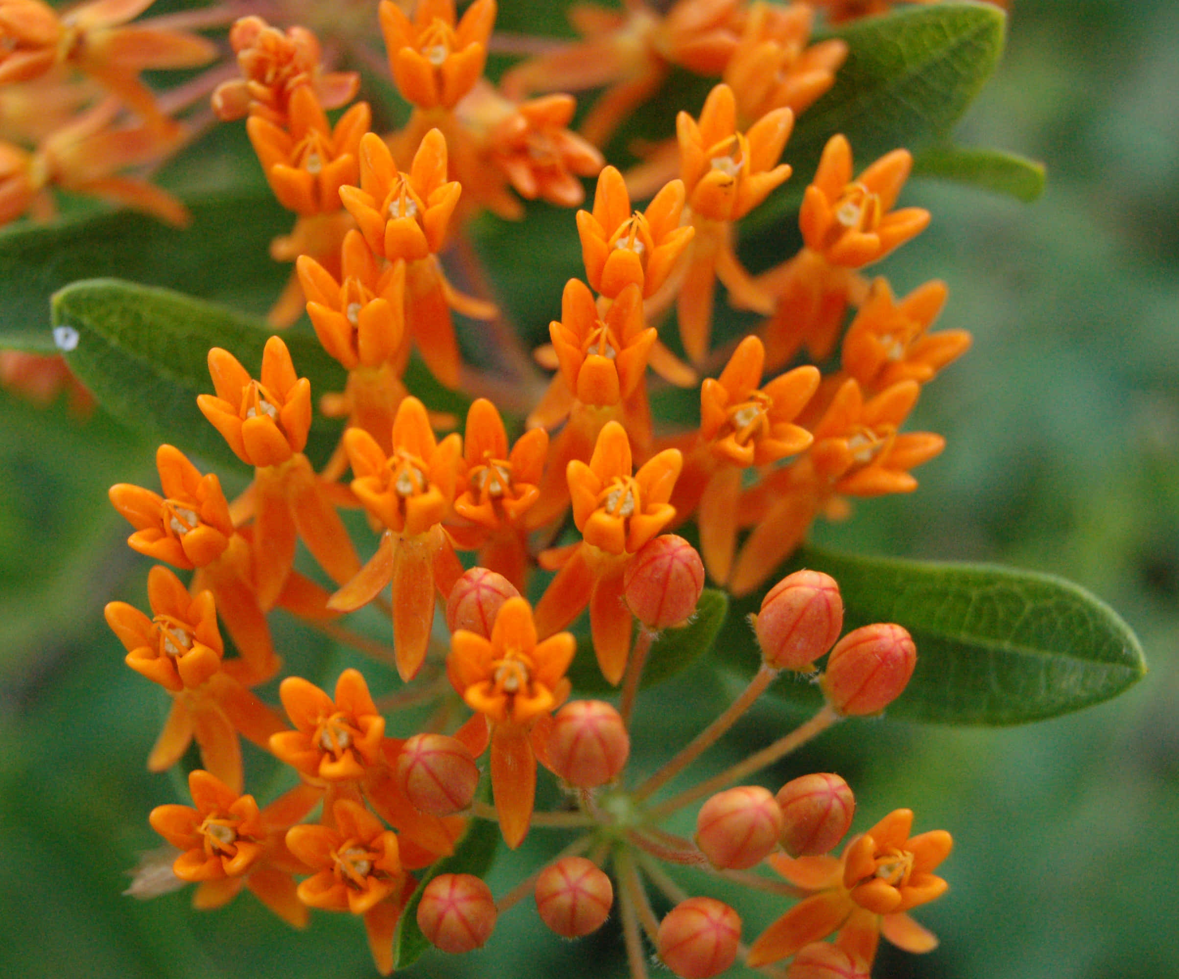butterfly weed, orange milkweed flowers, green leaves, Full HD Desktop Wallpaper