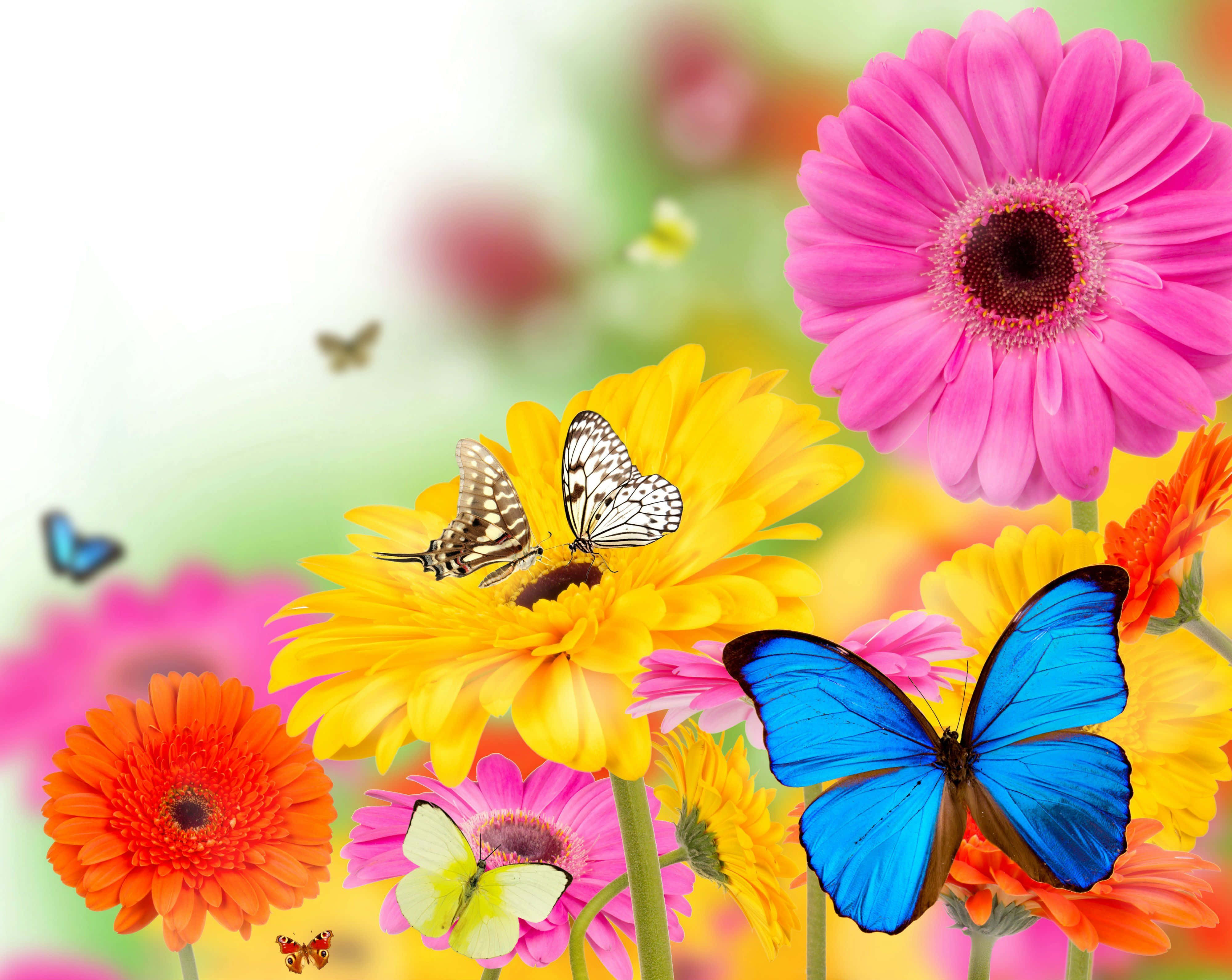 Spring Butterflies, gerbera daisies, pink orange and yellow, 4K Desktop Wallpaper