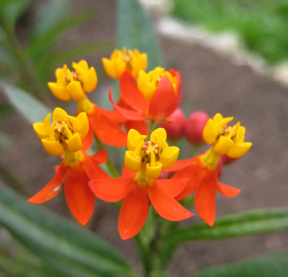 butterfly weed, orange, yellow, SD Desktop Wallpaper