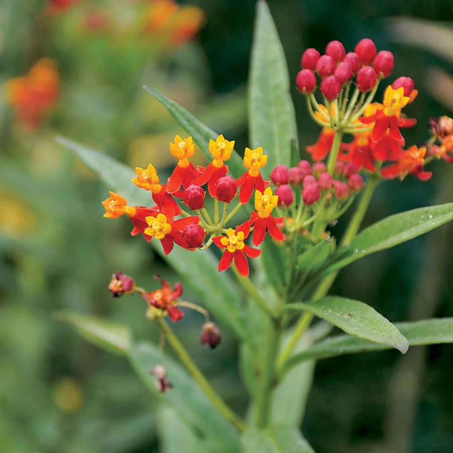 butterfly weed, red and yellow milkweed flowers, lush green leaves, SD Desktop Wallpaper