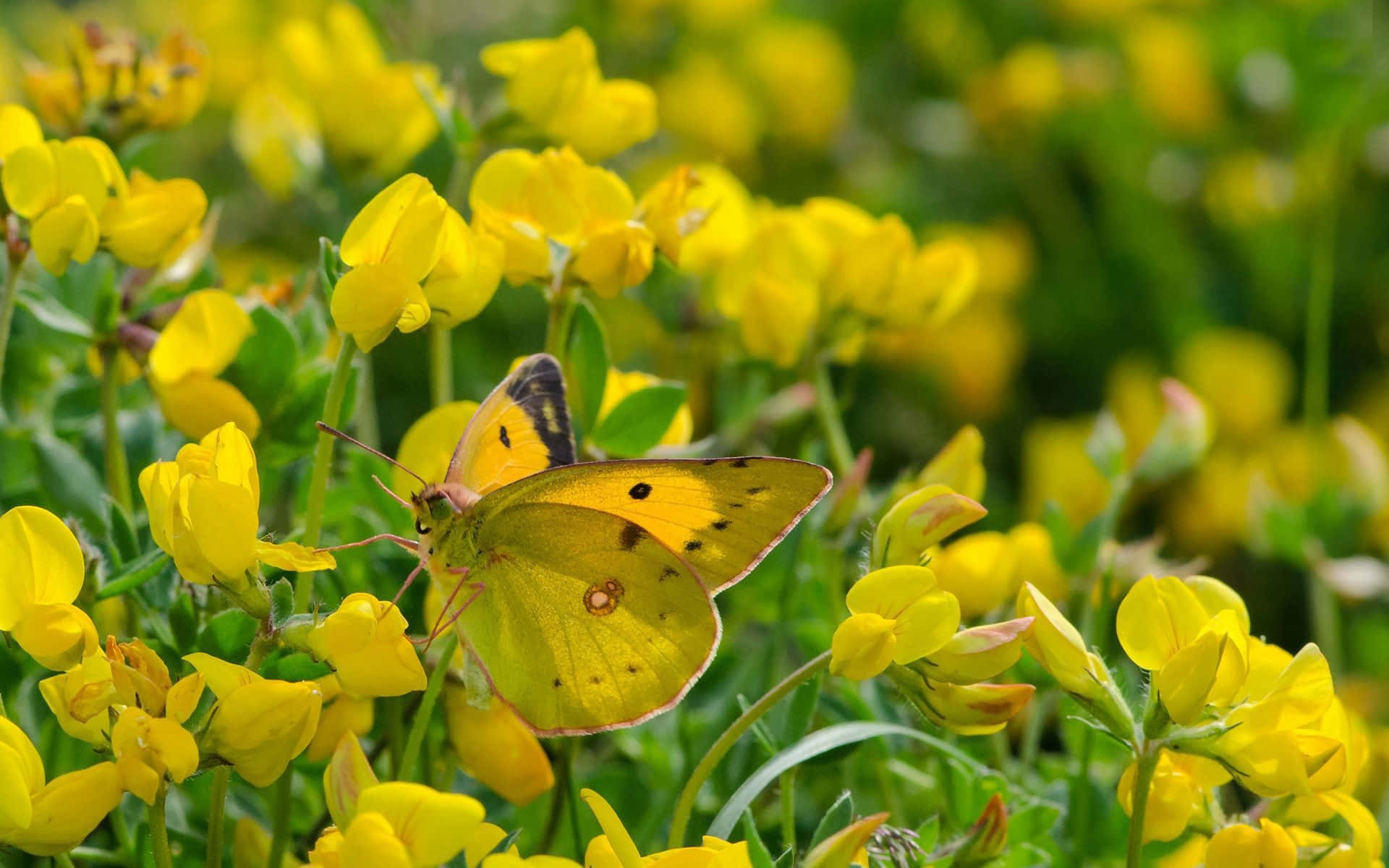 cute yellow butterflies, bright yellow flowers, sunlit meadow, Full HD Desktop Wallpaper