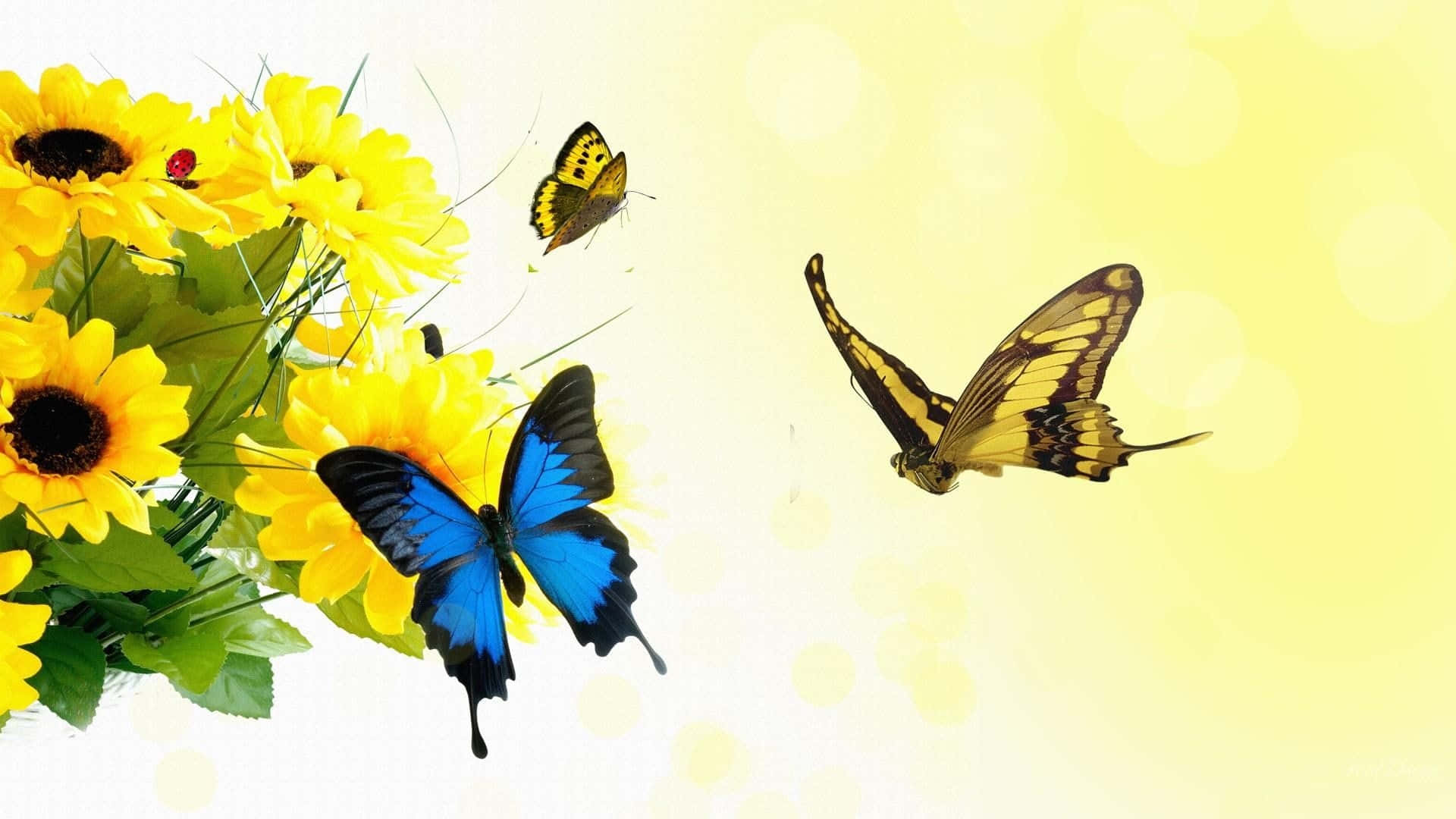 sunflowers, butterflies, springtime scene, Full HD Desktop Wallpaper