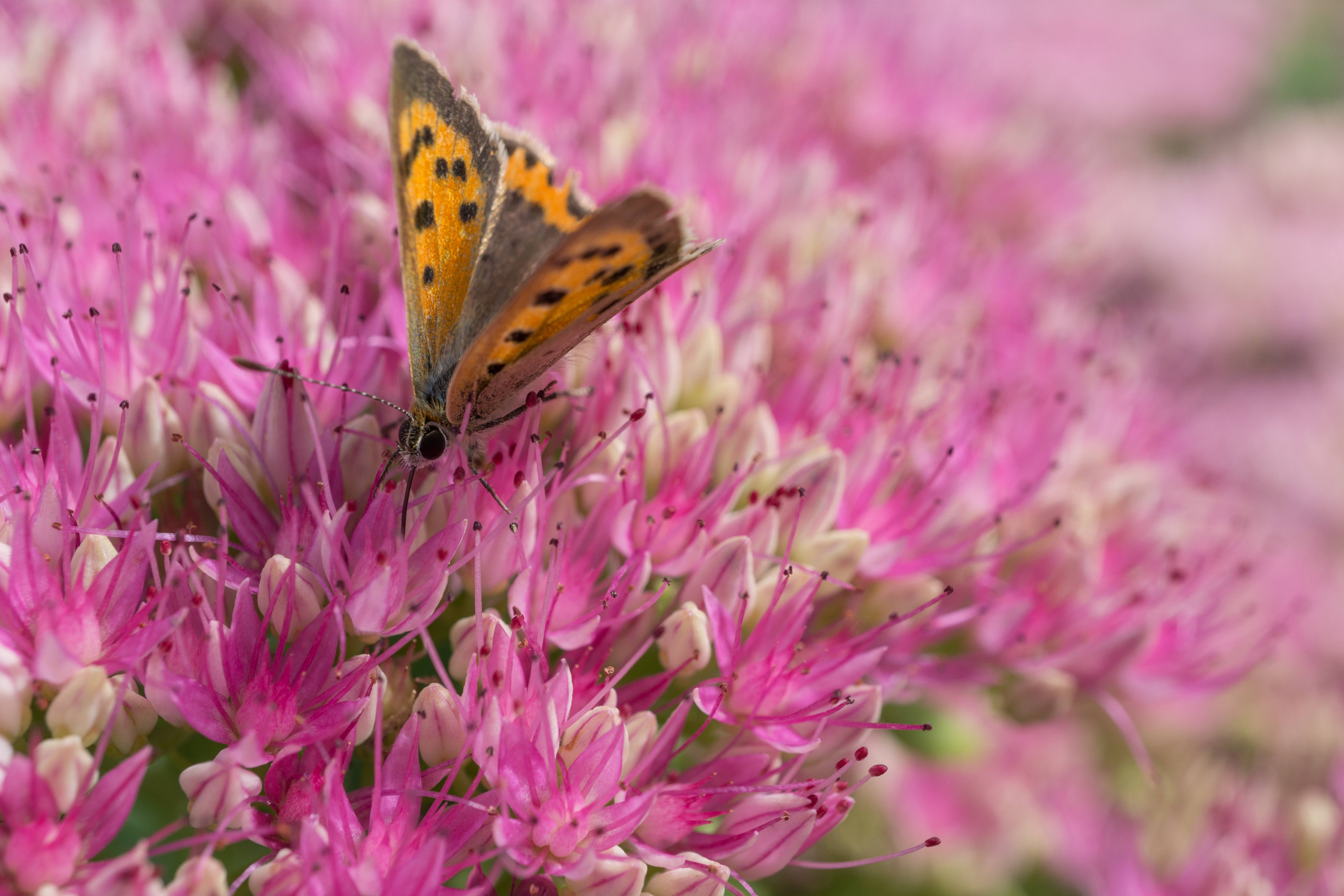 yellow butterfly, spring flowers, vivid pink flowers, 5K Desktop Wallpaper