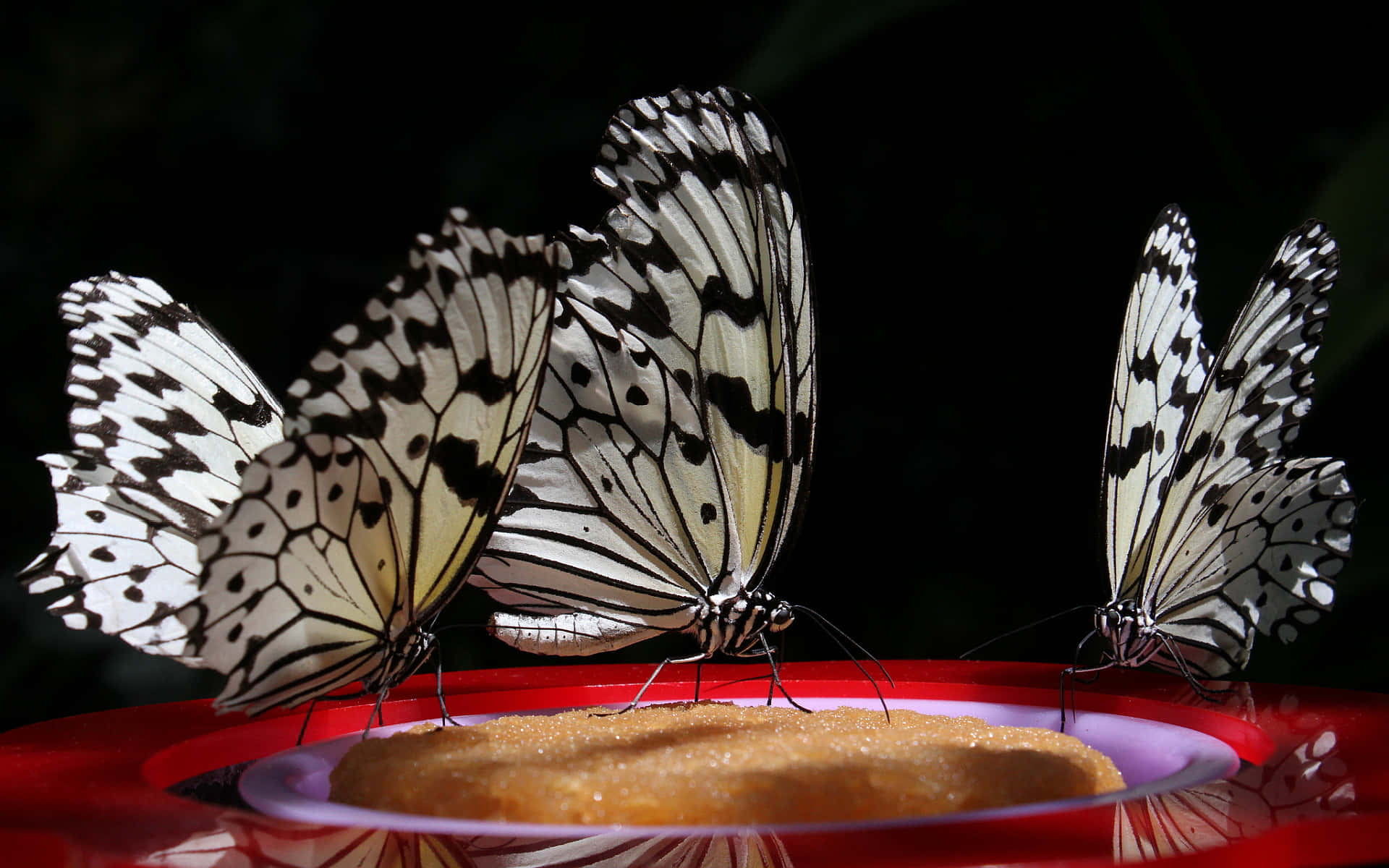 black and white patterned butterflies, red dish, golden sugar, Full HD Desktop Wallpaper