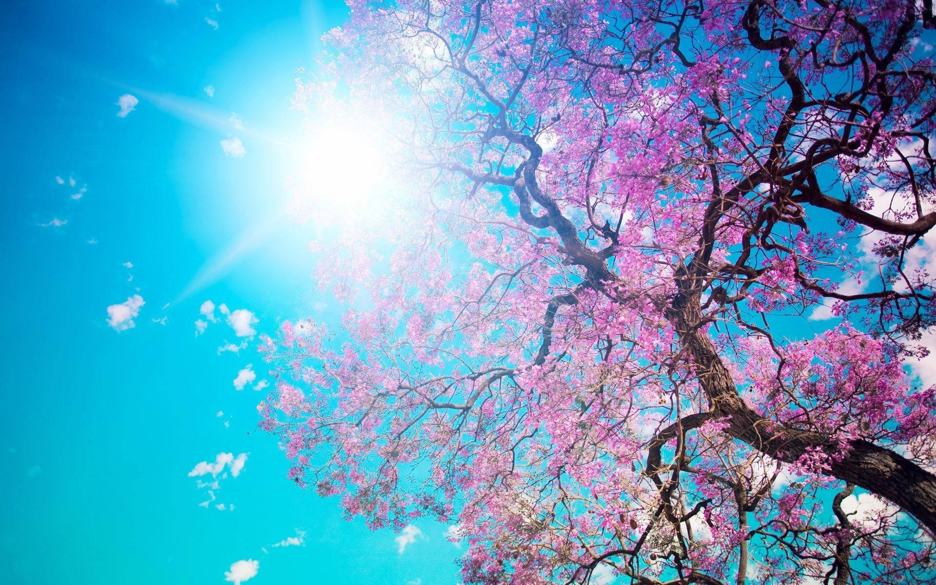 Spring Computer, vibrant pink flowering tree, brilliant blue sky, Full HD Desktop Wallpaper