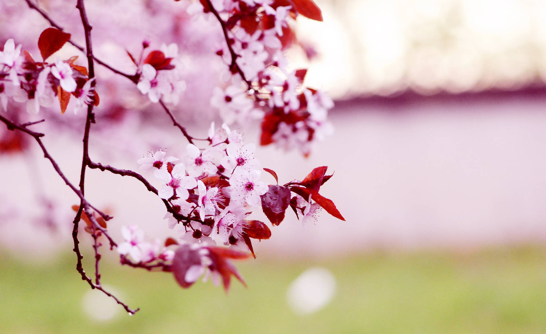 Spring Computer, pink cherry blossoms, deep red leaves, HD Desktop Wallpaper