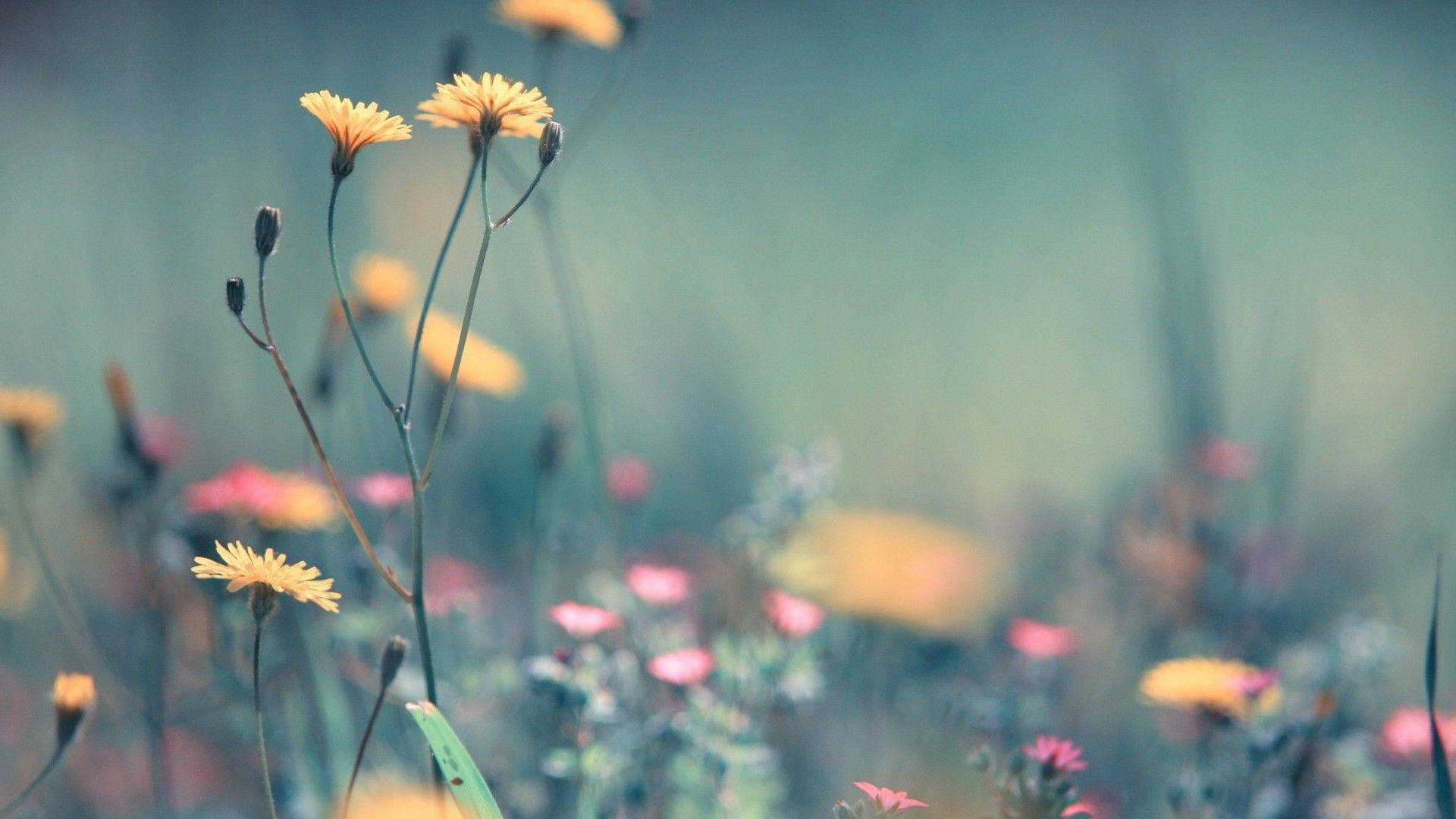 Spring Computer, yellow wildflowers, soft-focus meadow, Full HD Desktop Wallpaper