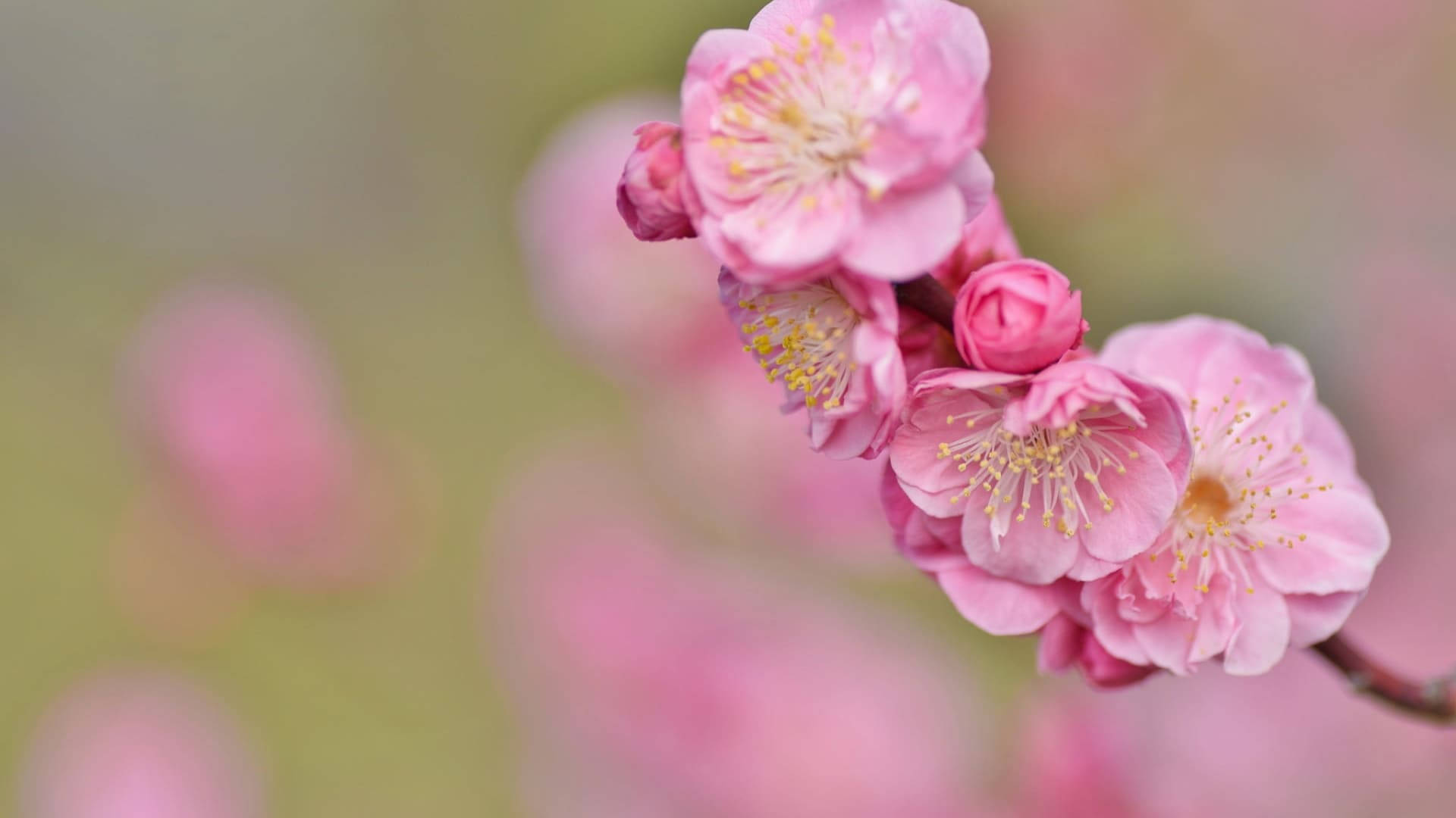 Spring Computer, soft pink cherry blossoms, blurred pastel background, Full HD Desktop Wallpaper