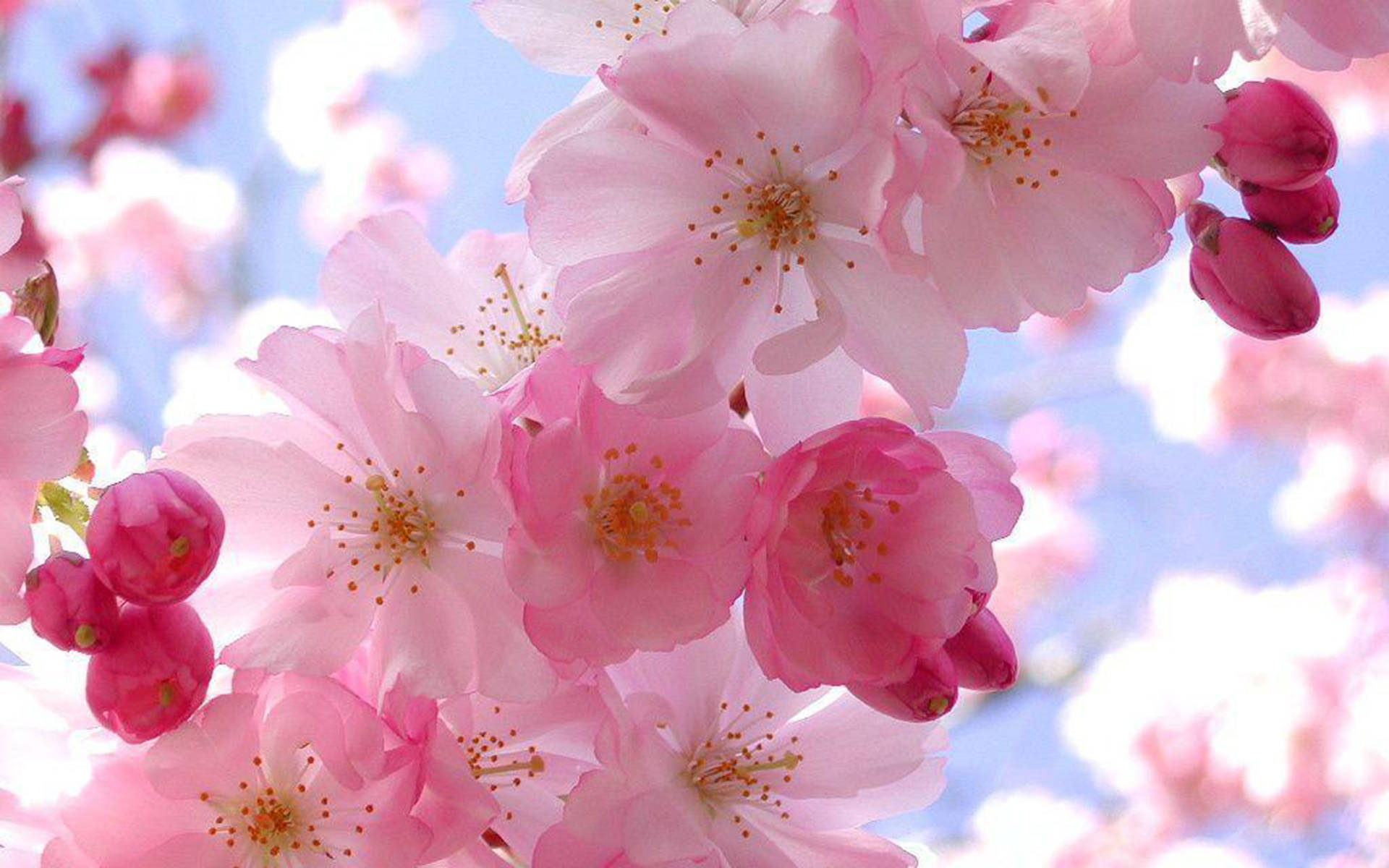 Spring Computer, Pretty Pink Cherry Blossoms, soft pink cherry blossoms, Full HD Desktop Wallpaper