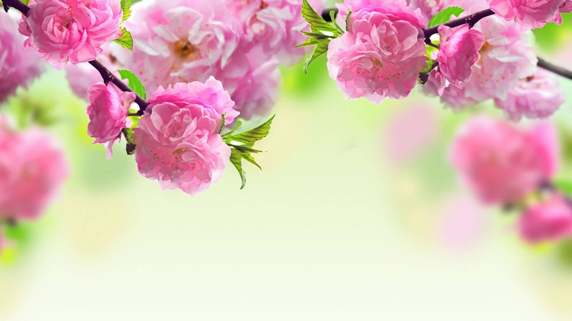 Spring Computer, vibrant pink cherry blossoms, dark branches, Full HD Desktop Wallpaper