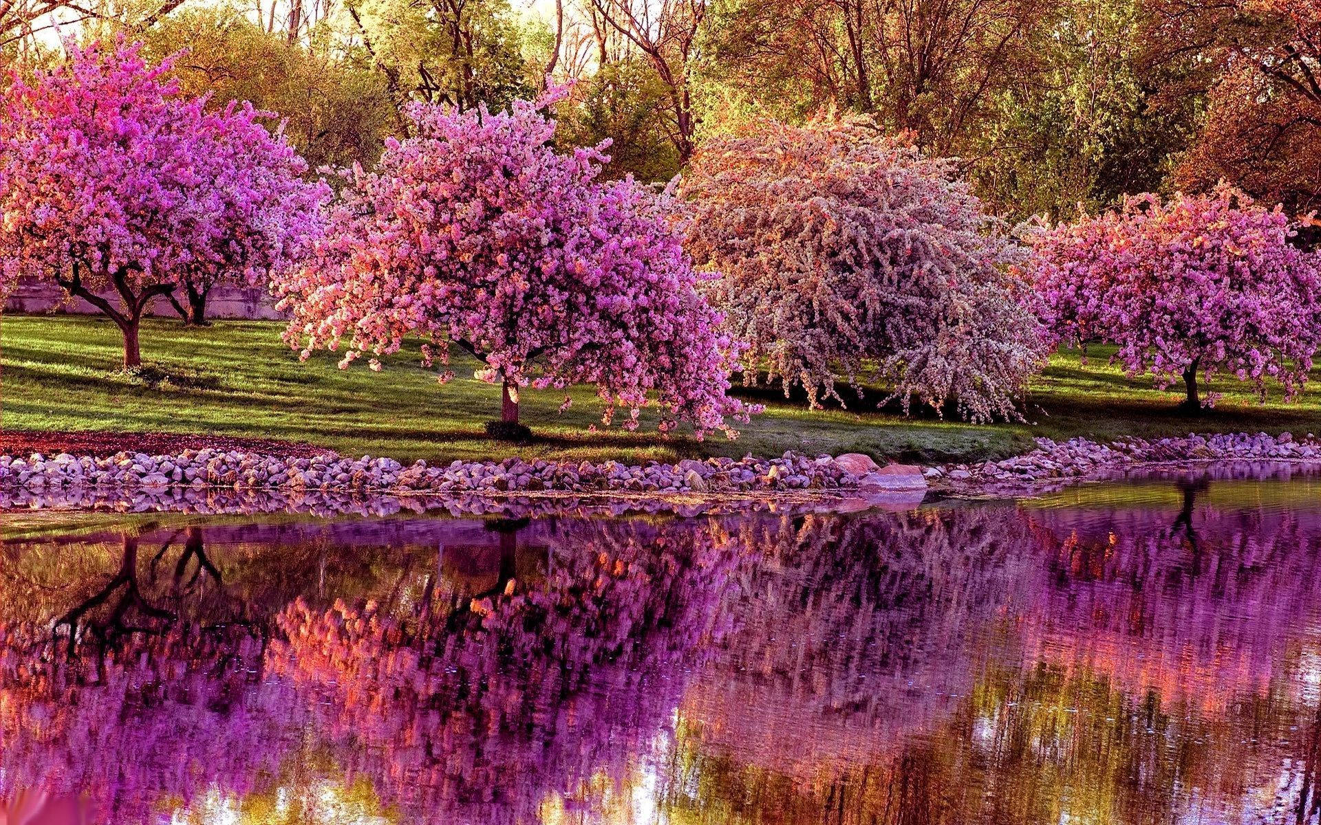Spring Computer, vibrant pink cherry blossom trees, calm pond, Full HD Desktop Wallpaper