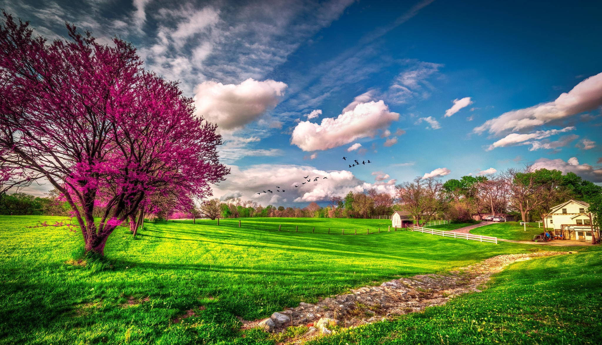 Pink Tree Spring Park Computer, vibrant purple flowering tree, lush green field, Full HD Desktop Wallpaper